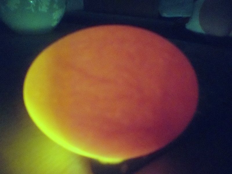 Edited to see veins better!
Day 7, this egg is growing strong!
