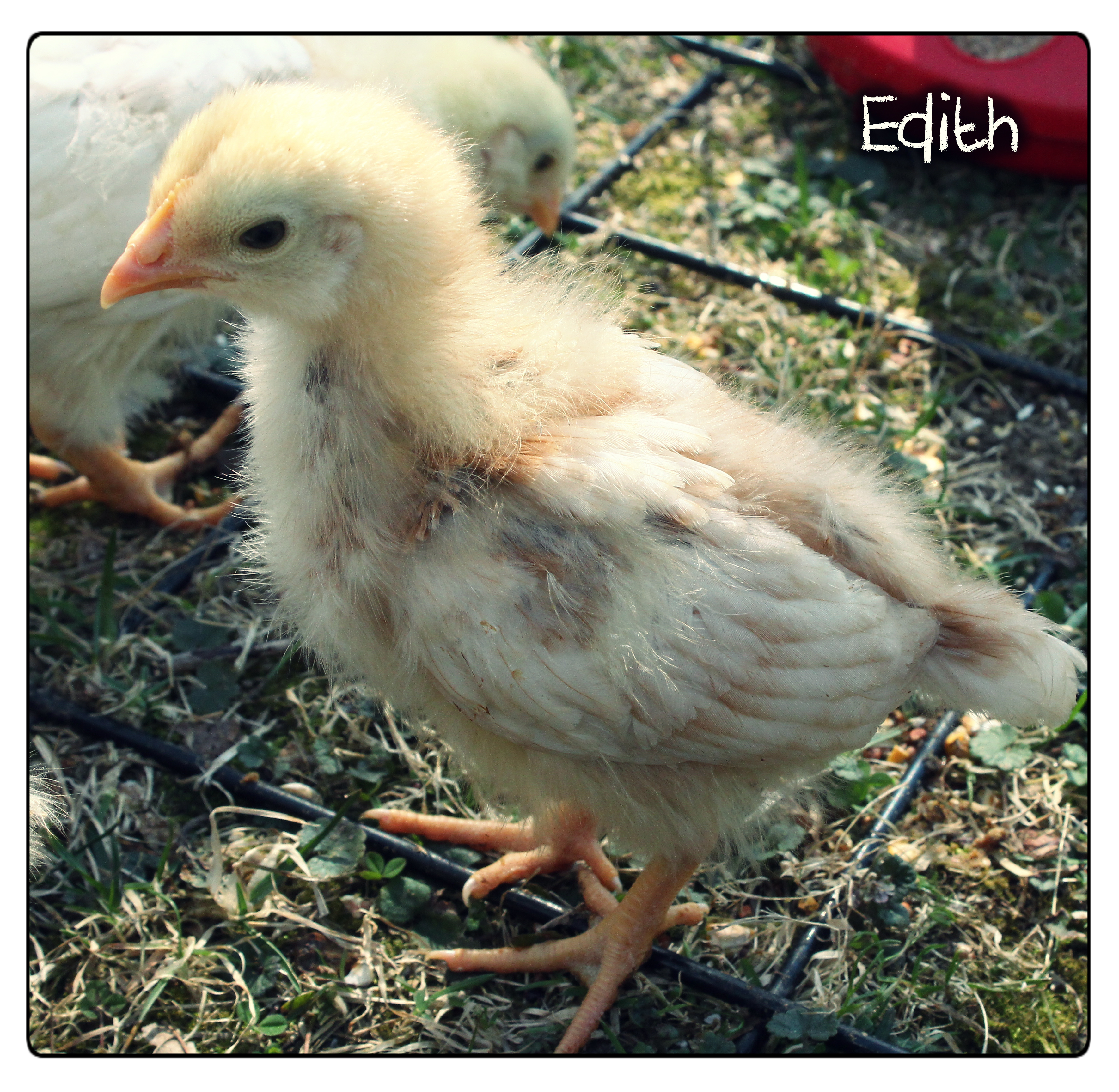 Edith: 2-week-old Red Sex Link ... I am suspecting might be and Eddie, due to prominent tail feathers. We'll see ...