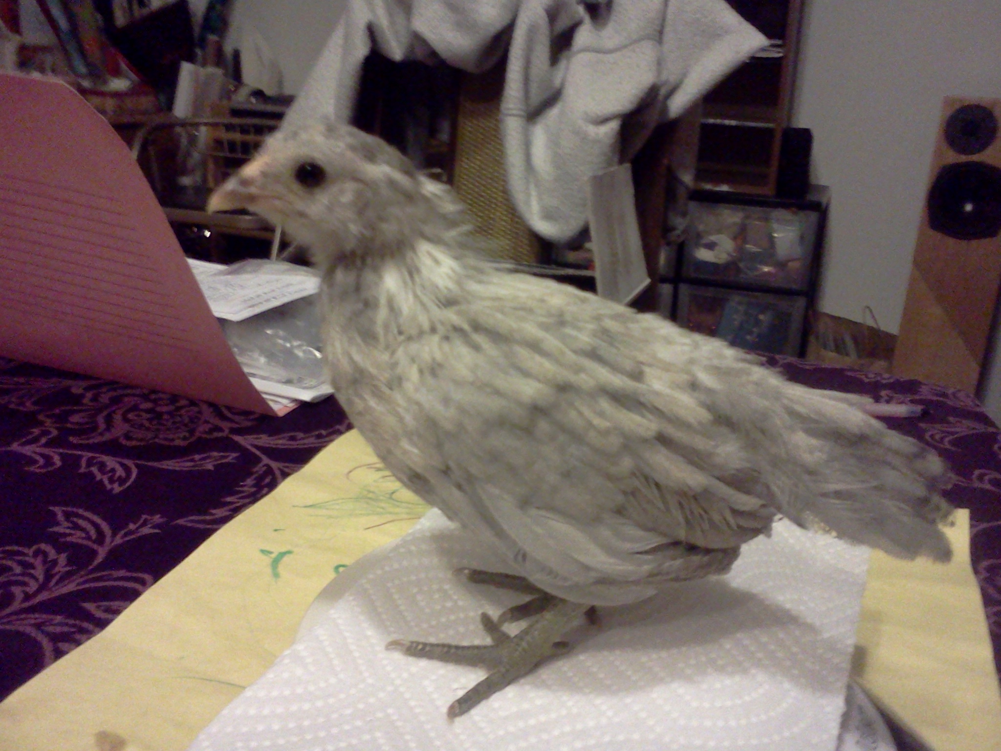 Edith.  31 days, 158 grams.