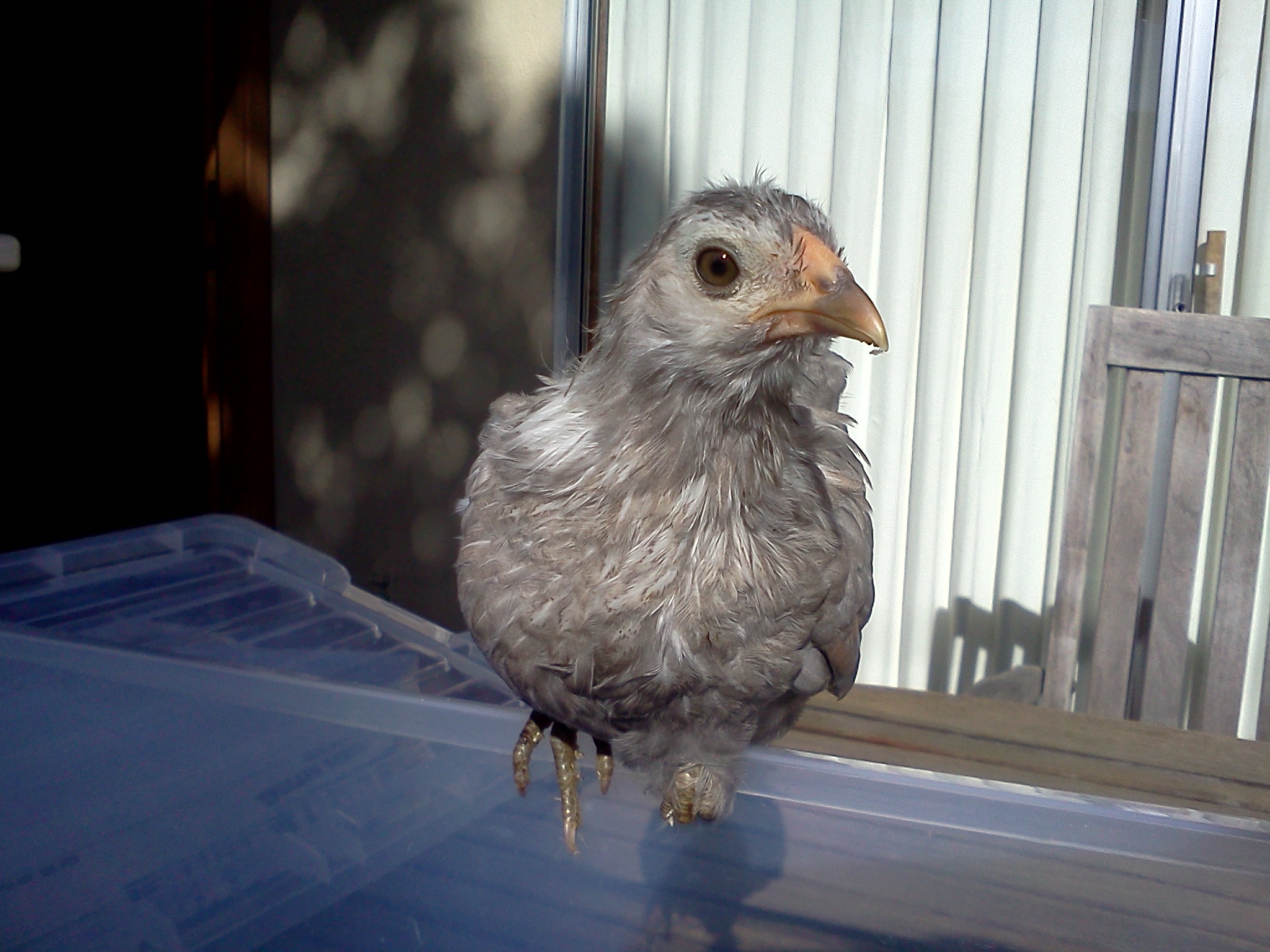Edith.  41 days old, 205 grams.