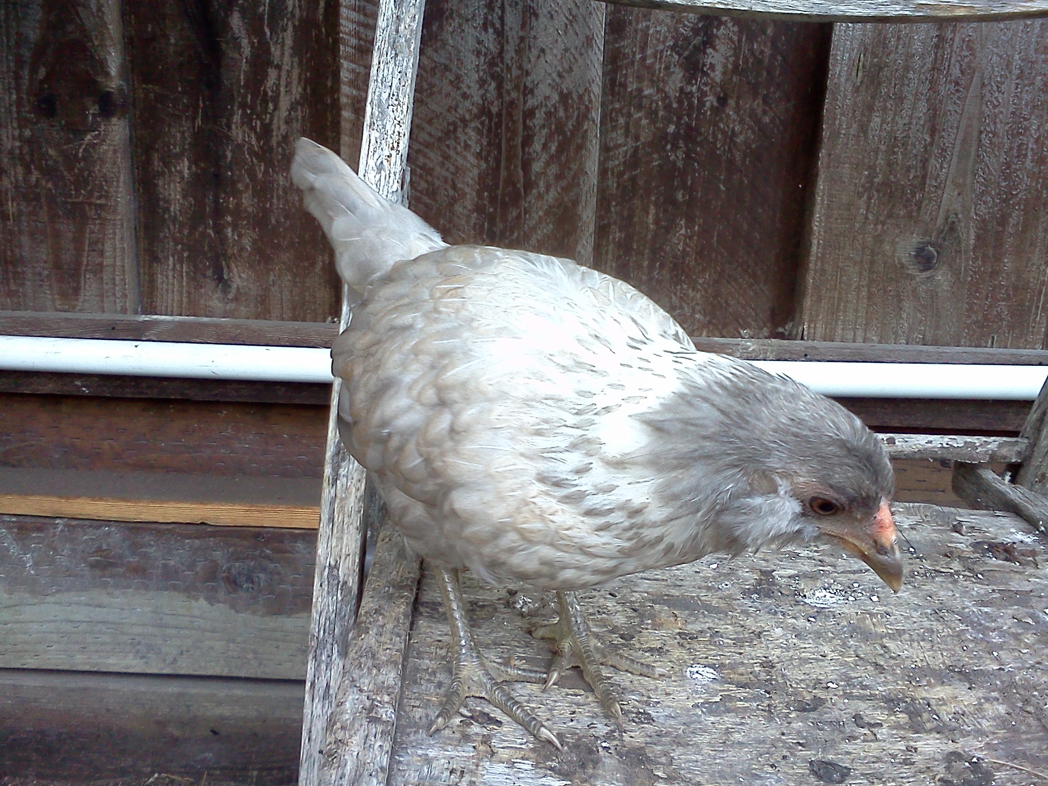 Edith, almost 10 weeks.  
weigh in 453 grams.