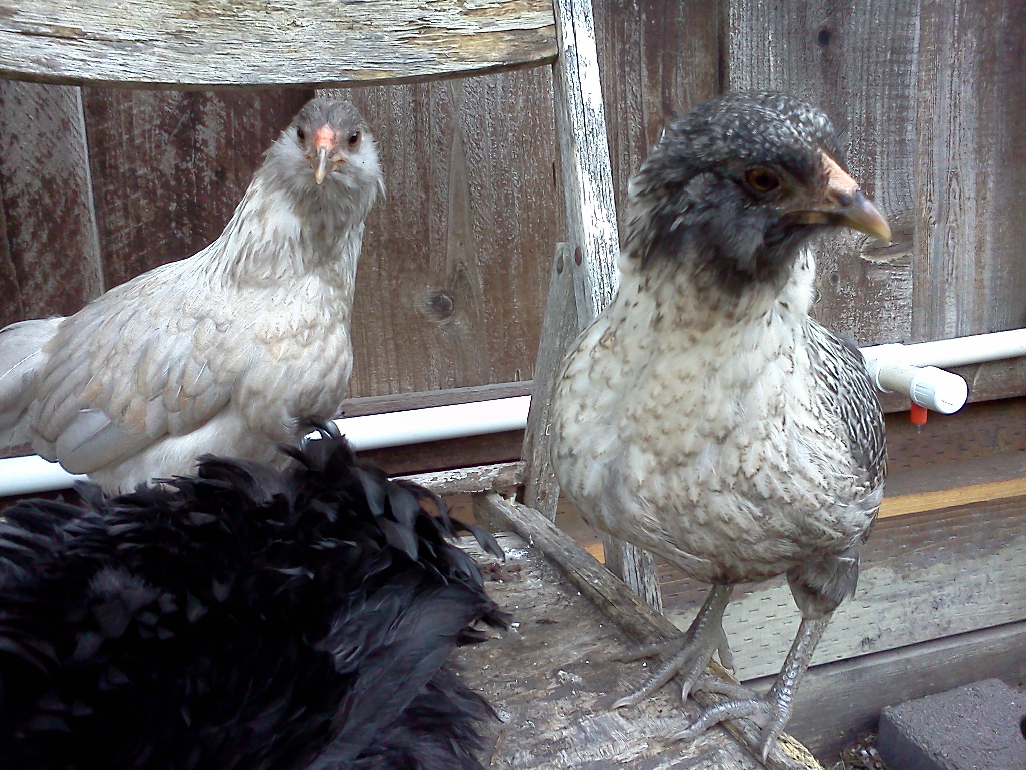 Edith and Mary, almost 10 weeks.  
(and frizzle cochin Violet)