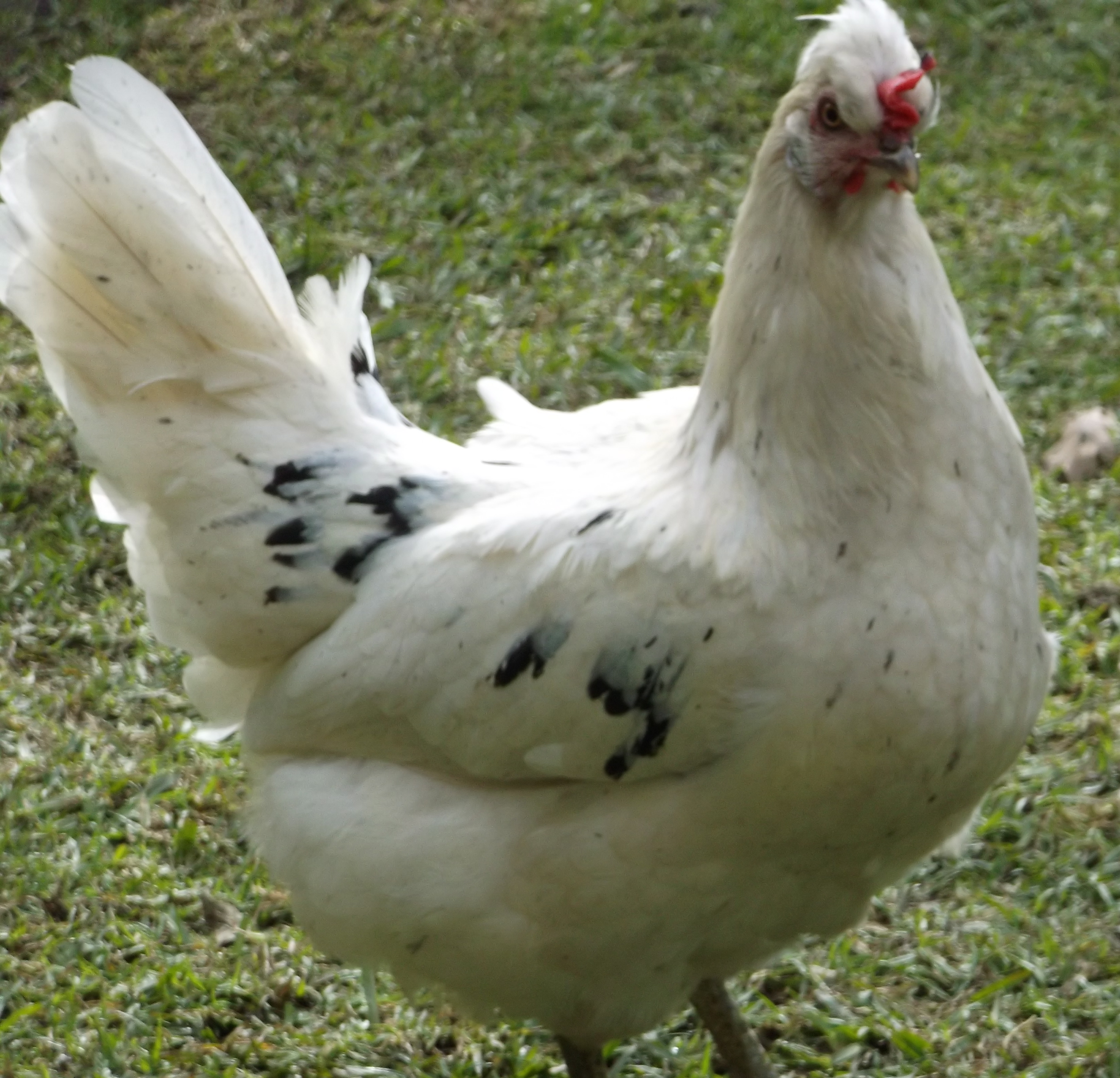 Edith Araucana x Leghorn