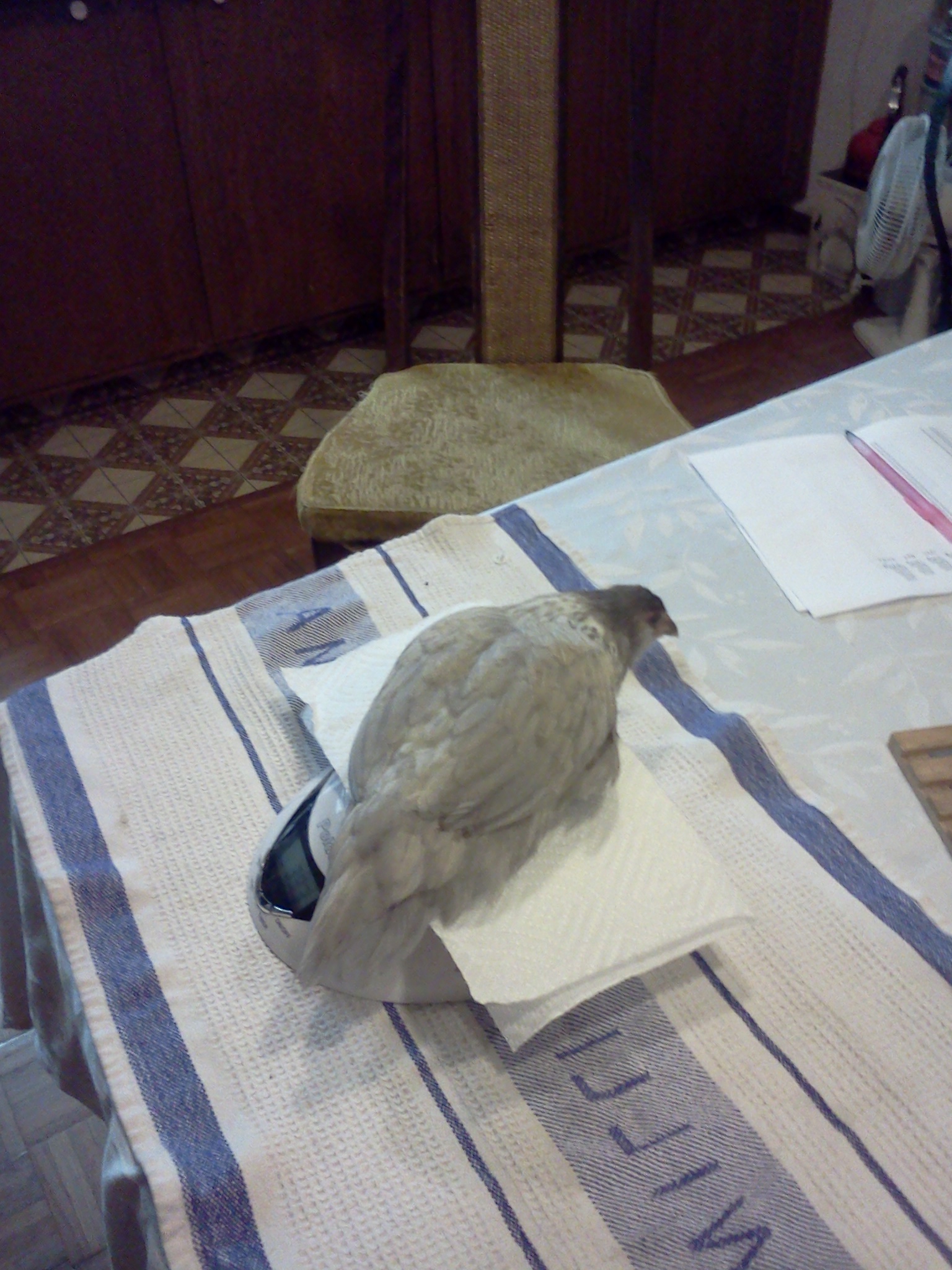 Edith, Easter Egger Bantam, 9 weeks, 393 grams.