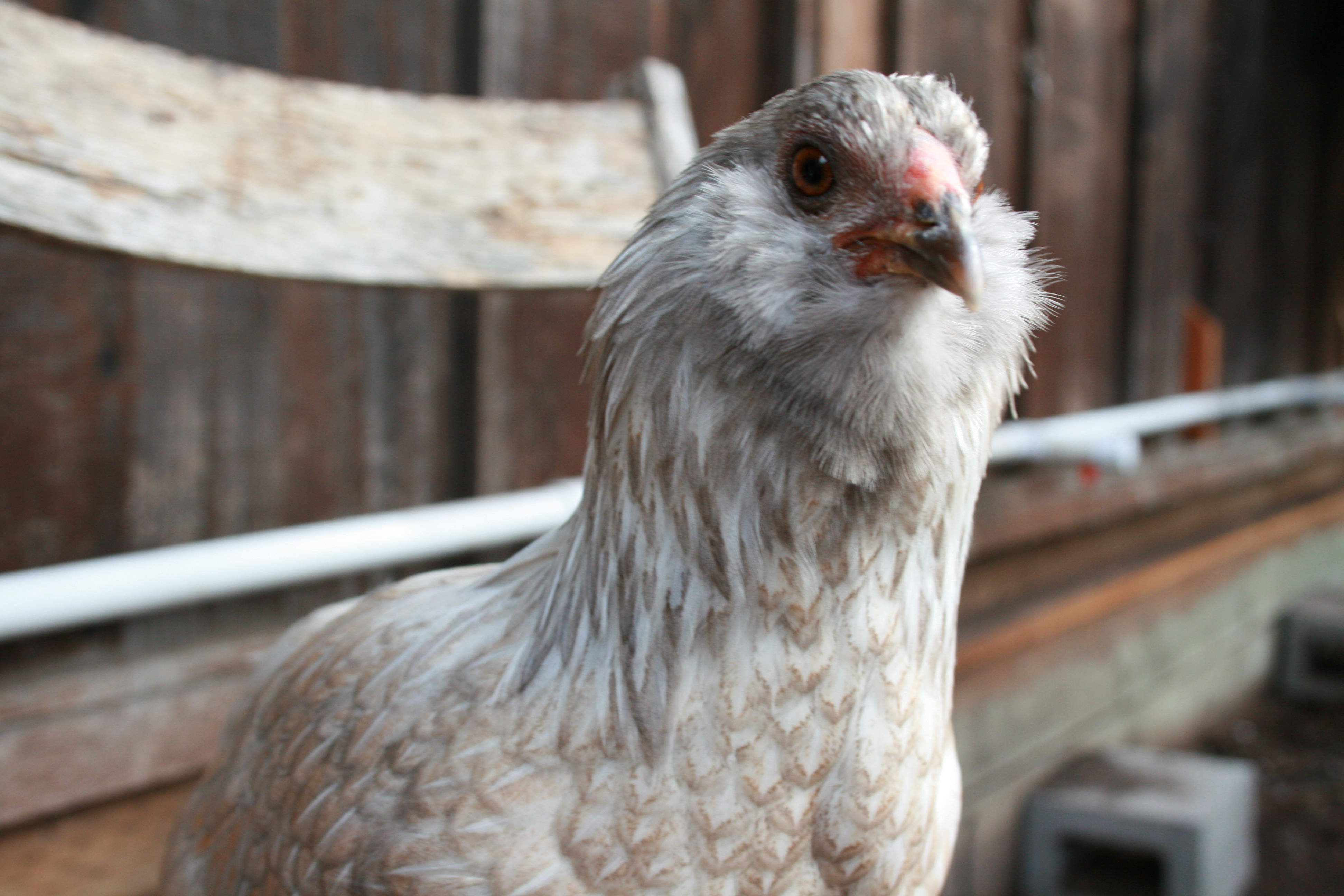 Edith, easter egger bantam.  Almost 17 weeks, 703 grams.