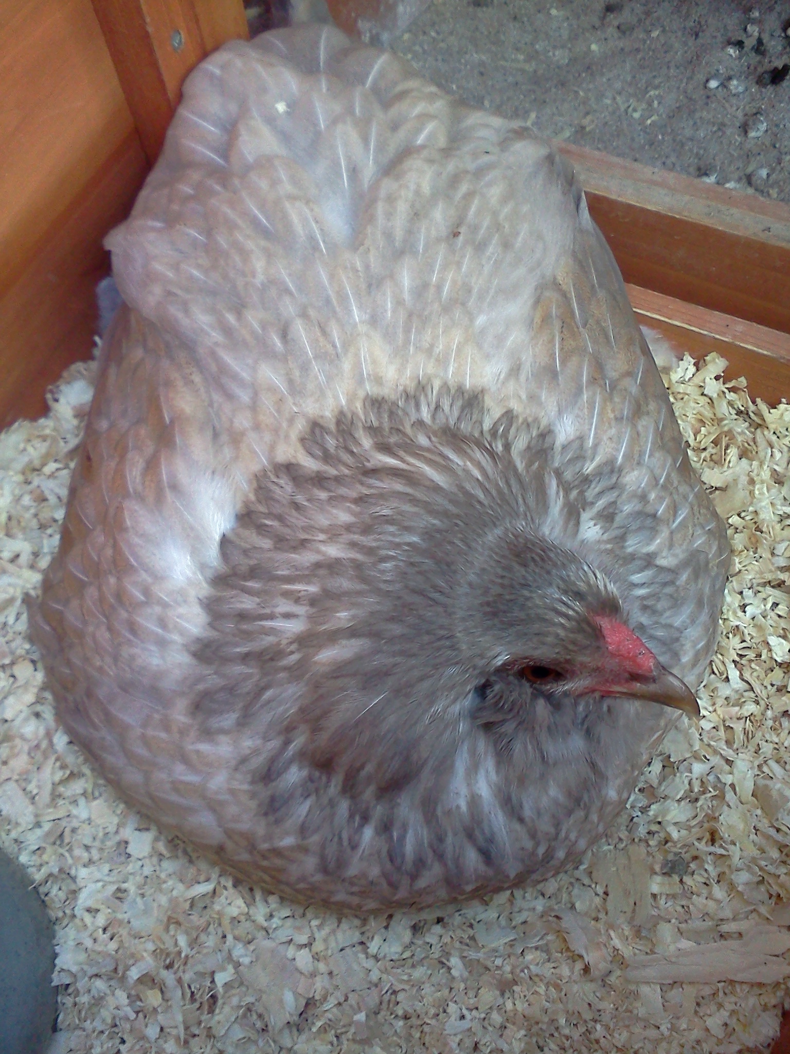 Edith is broody.  28.5 weeks.