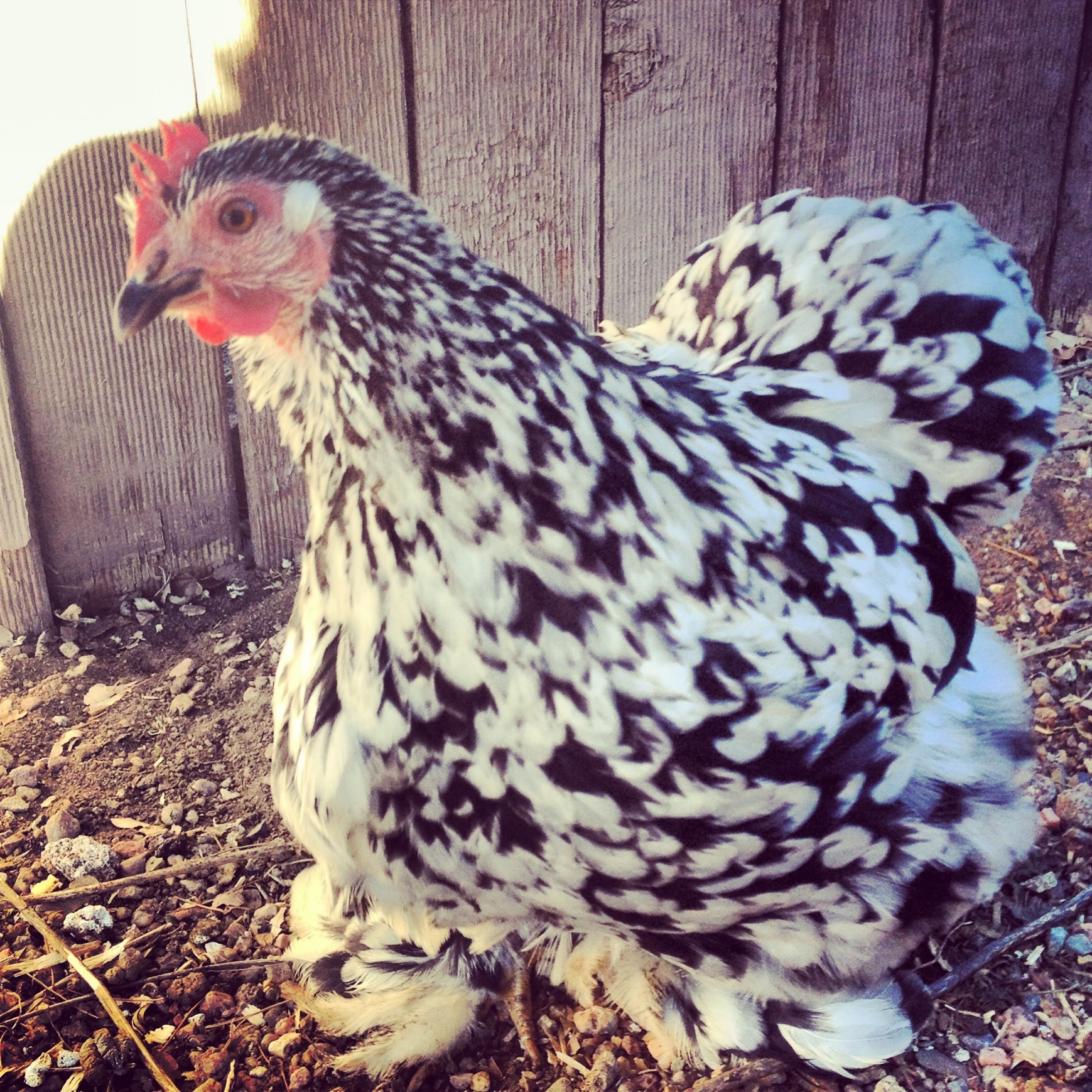 Edith my very silly girl LOVES the camera!