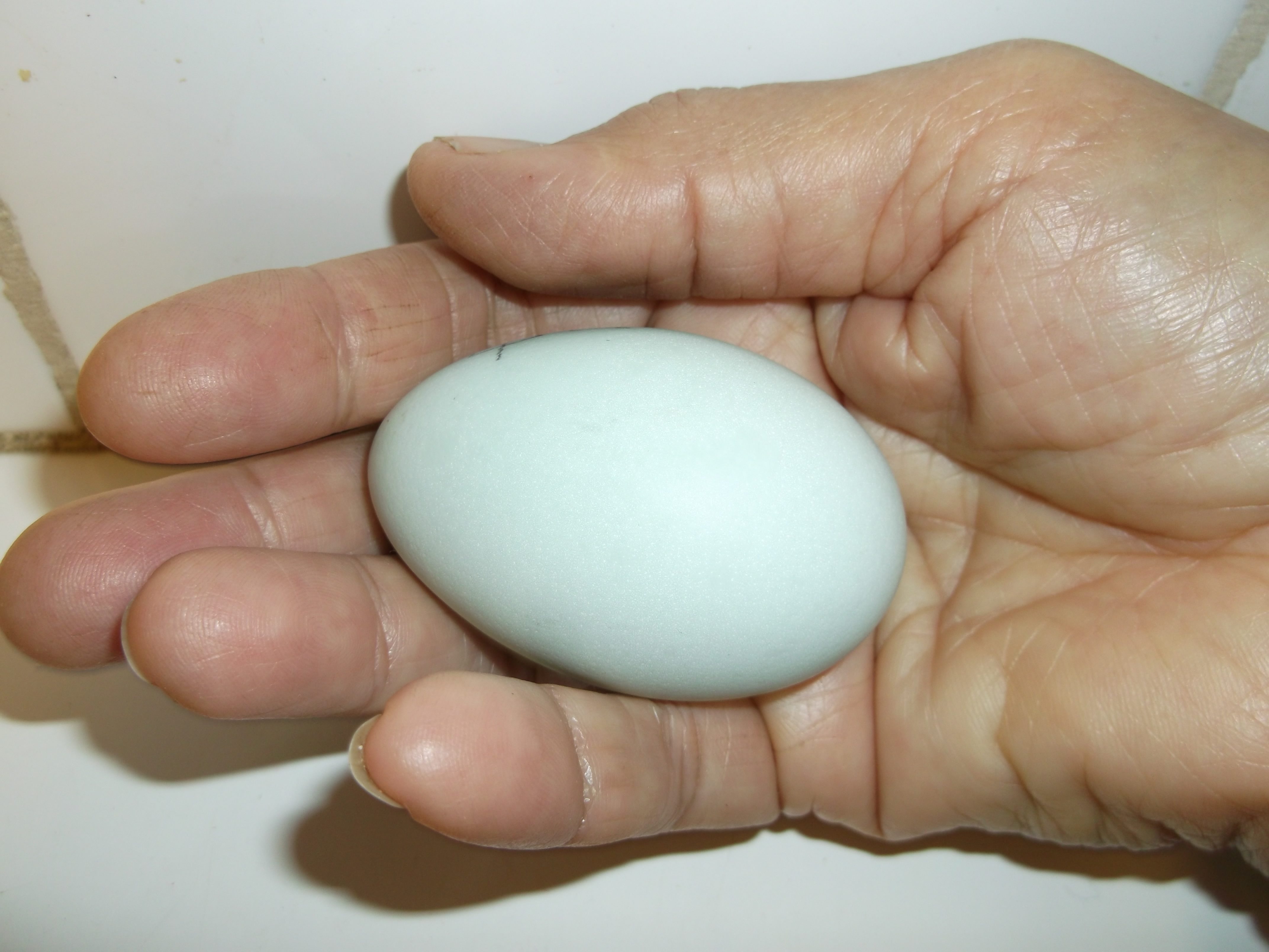 Edith's first egg in her new home