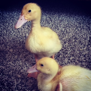 Edna and Esther 2 weeks