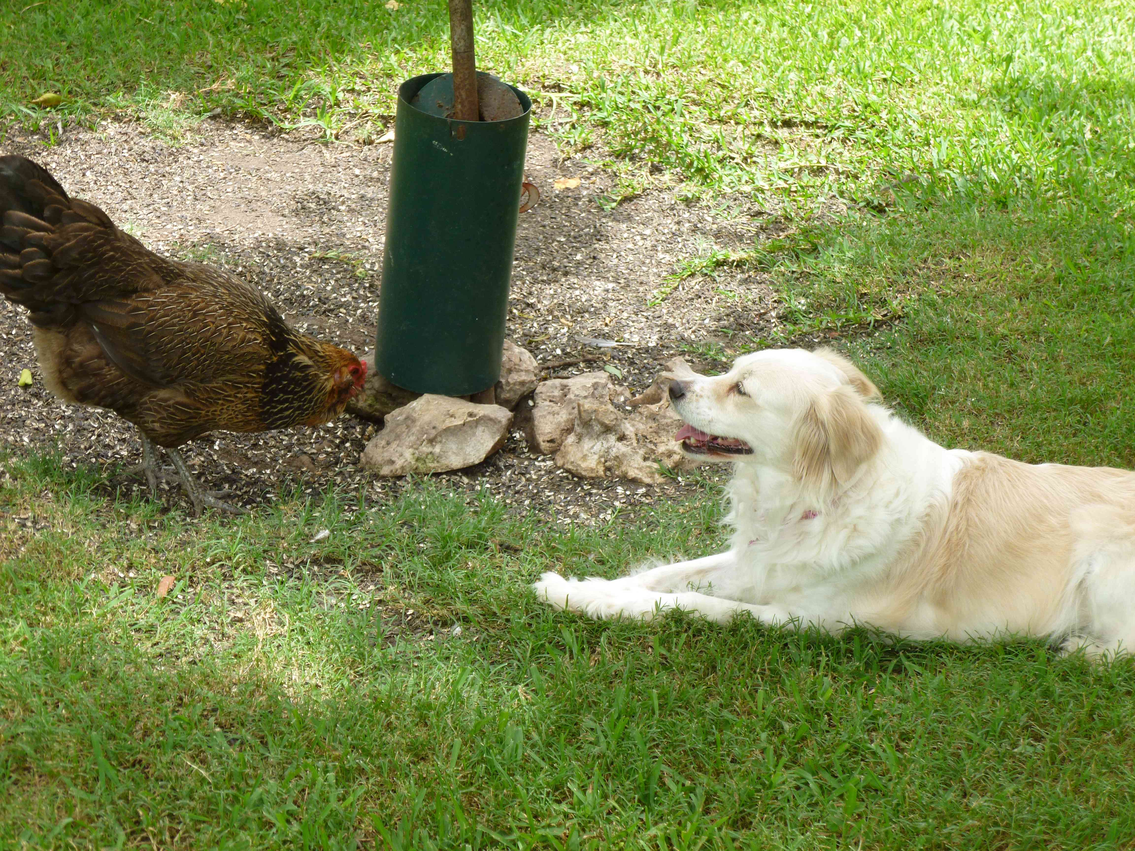 Edna at about 15 months...  Hangin' with Winnie