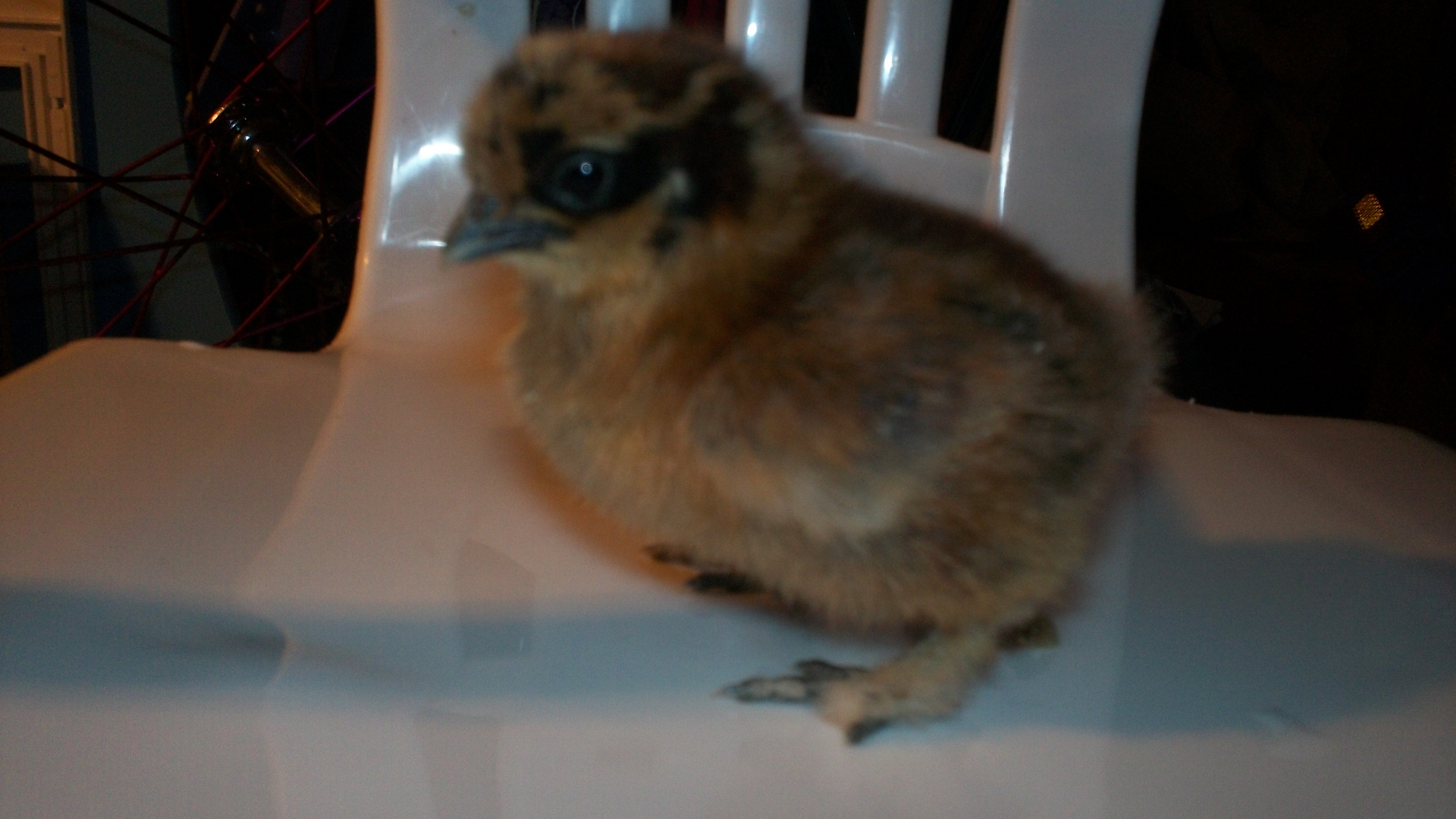 Edna, My cute lil Partridge Silkie chick. I was soo happy to get a partridge. I have not seen one in person before now. It is going to be fun to see what she looks like all grown up!!