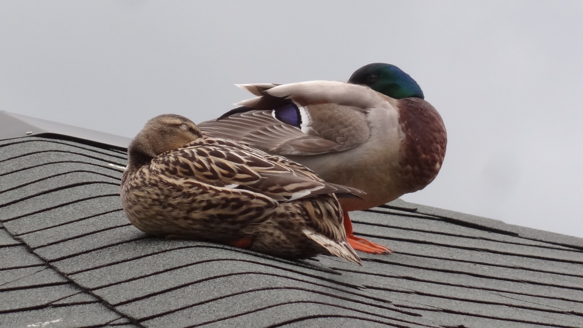 Eduard & Cobra on the roof
spring 2016
