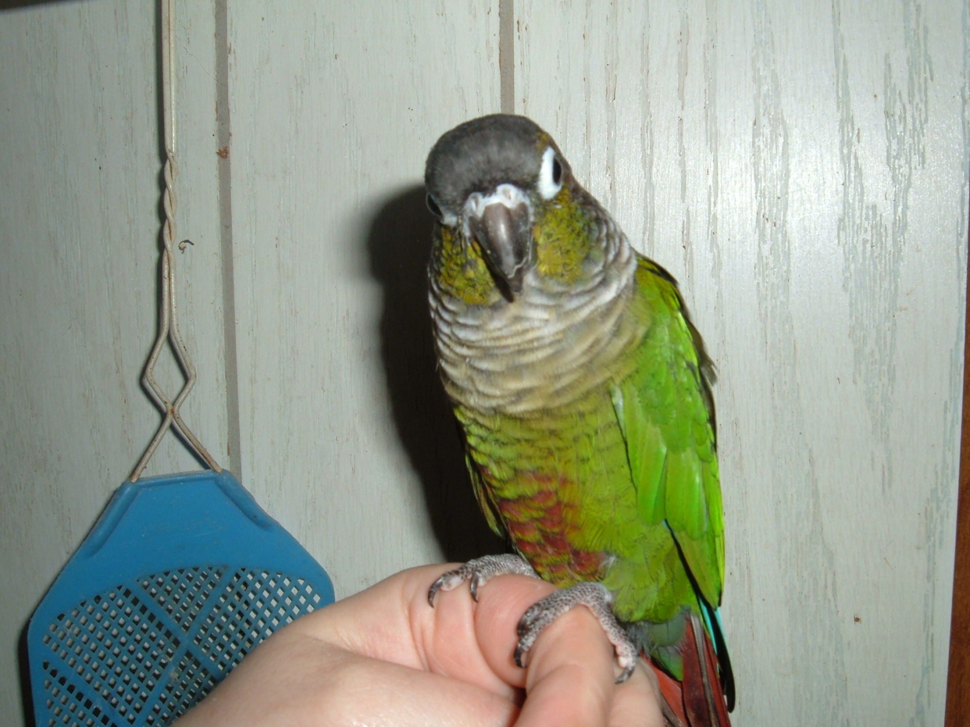 Edward again after trying to get my thumb