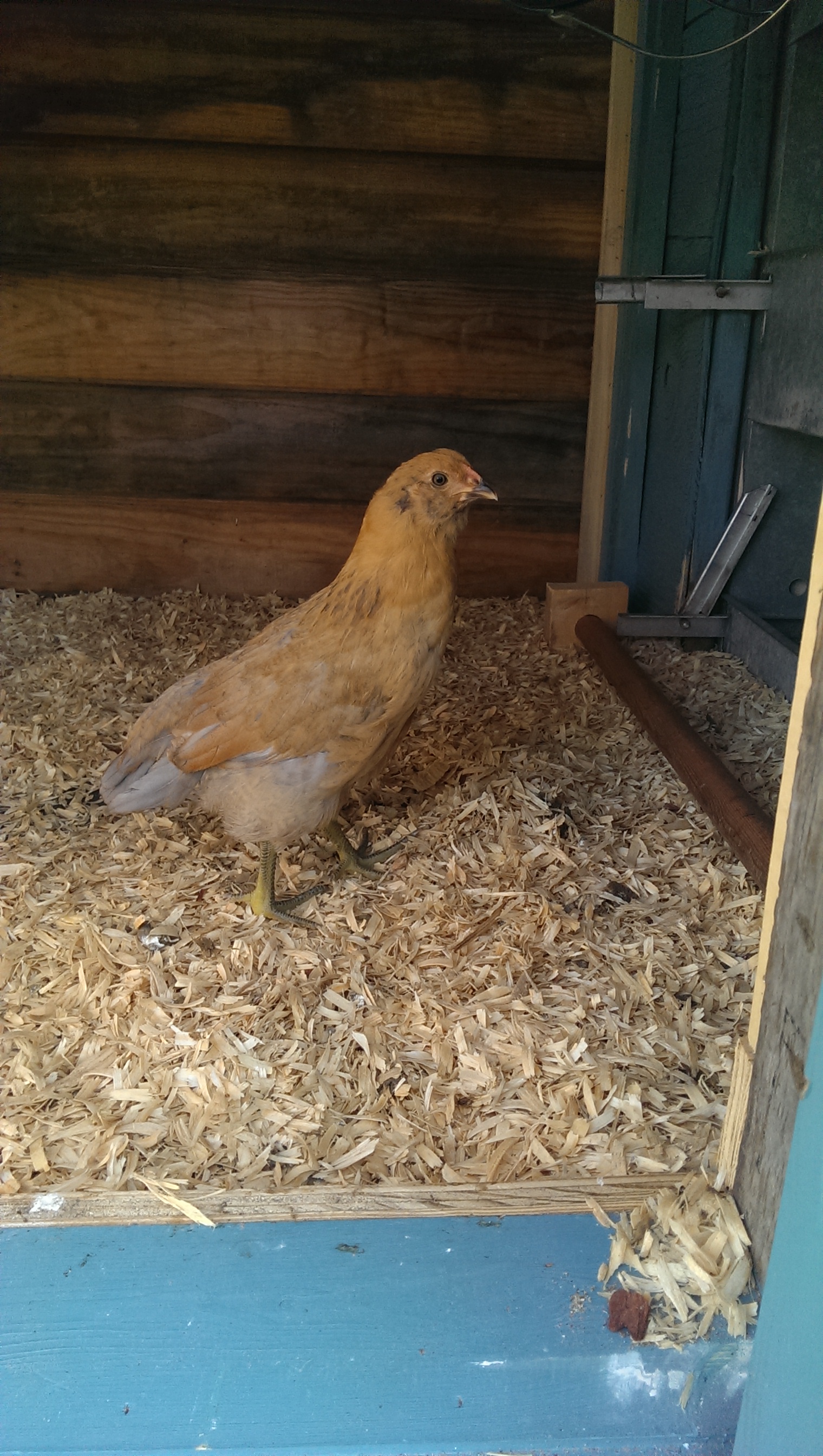 Edwina is the most skittish of all my chicks, I let her go at her own pace so that she can feel safe :D