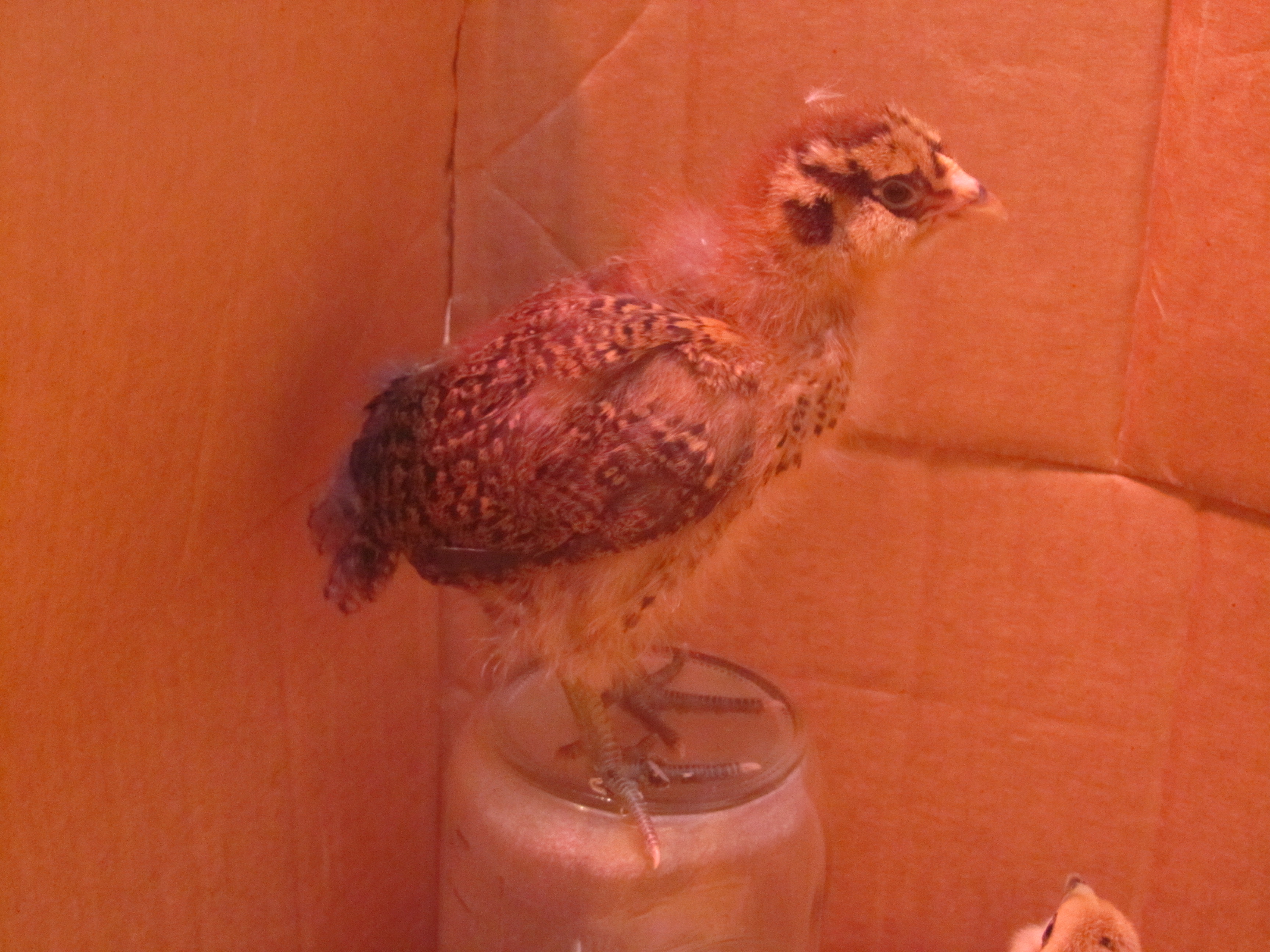 EE - 2 weeks - Winner winner