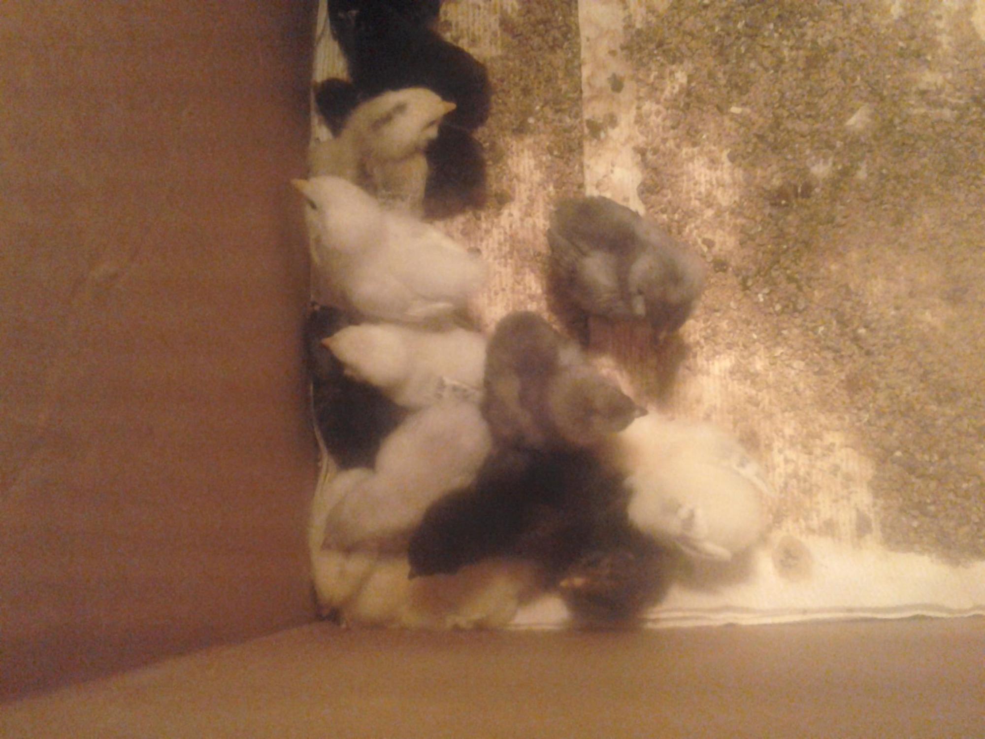 EE bantams from cackle