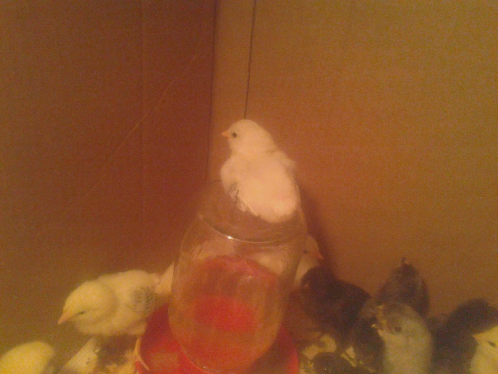 EE bantams from cackle