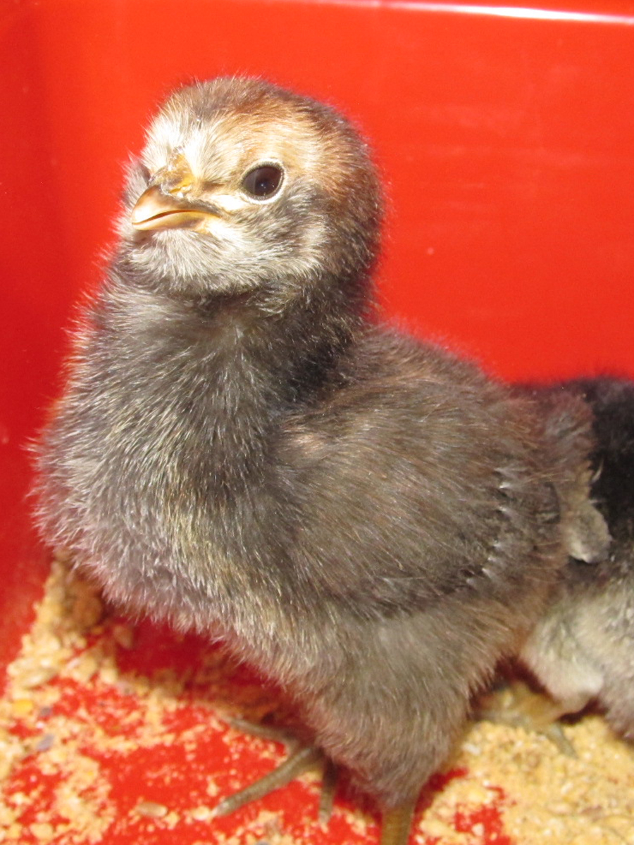 EE/Brabanters cross at four days old.