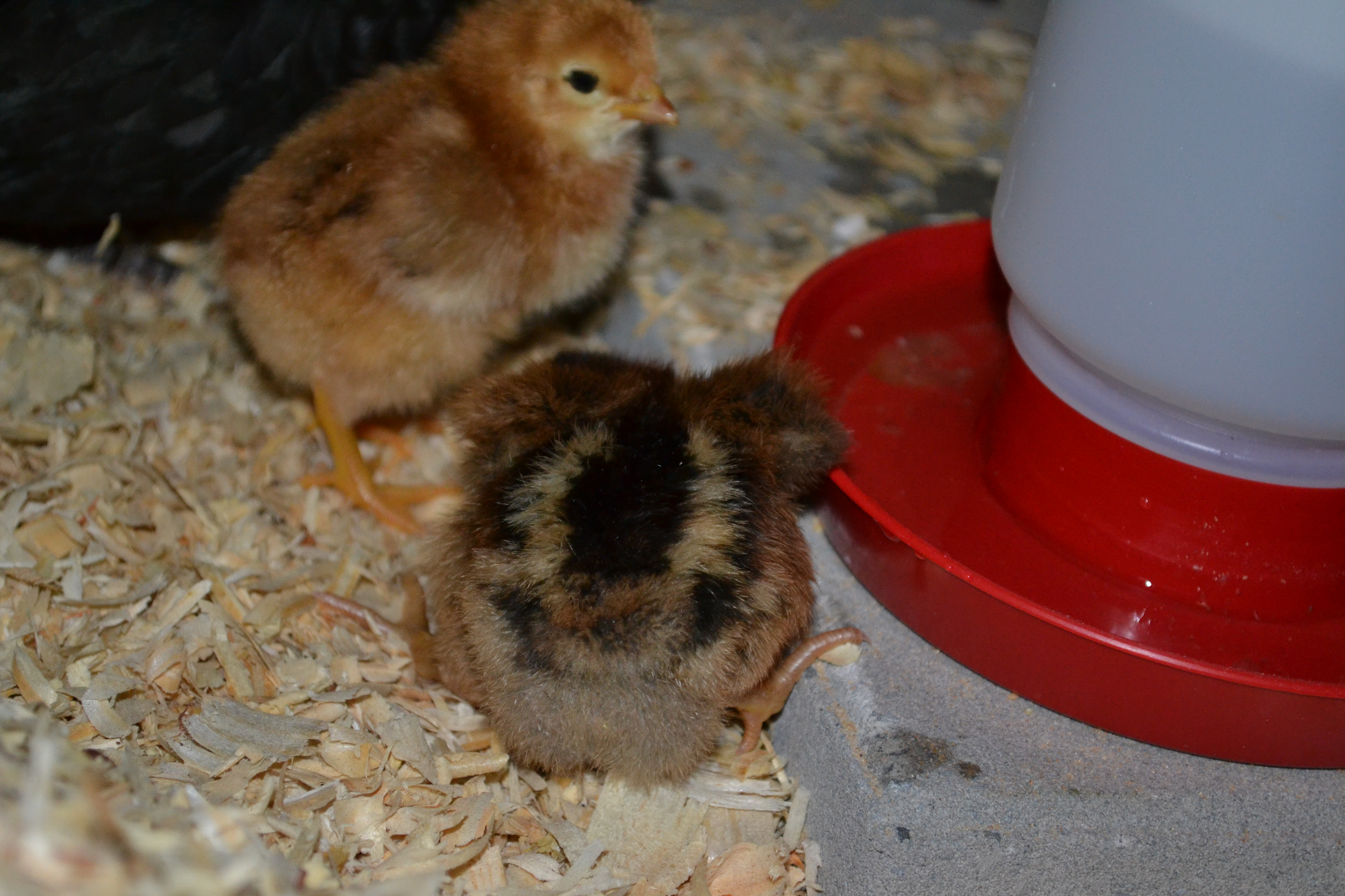 EE chick and hatch-mate BLRW chick. O5/19/16