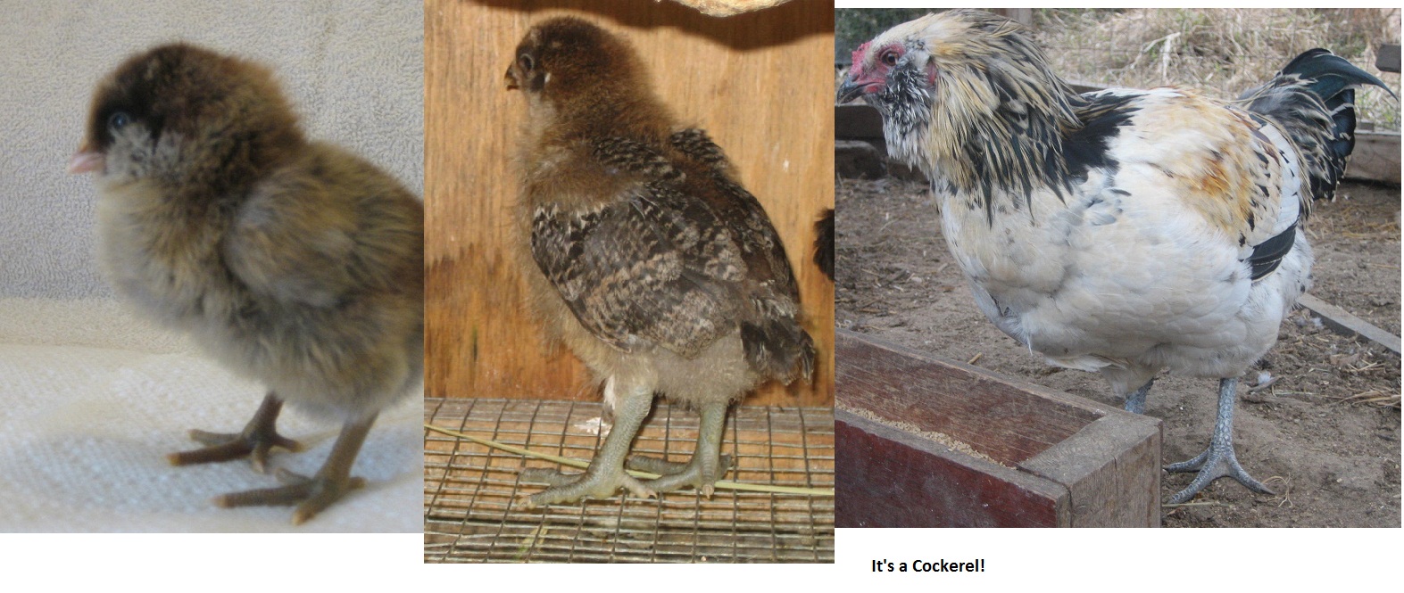 EE chick from July 2012 hatch. Plumage progression.