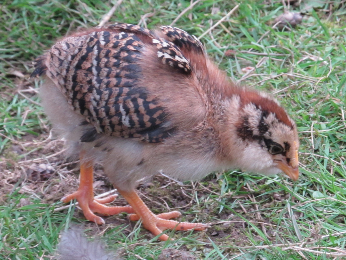 EE chick two weeks