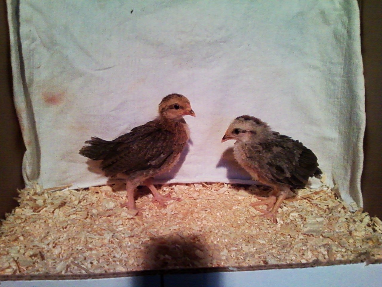 EE chicks