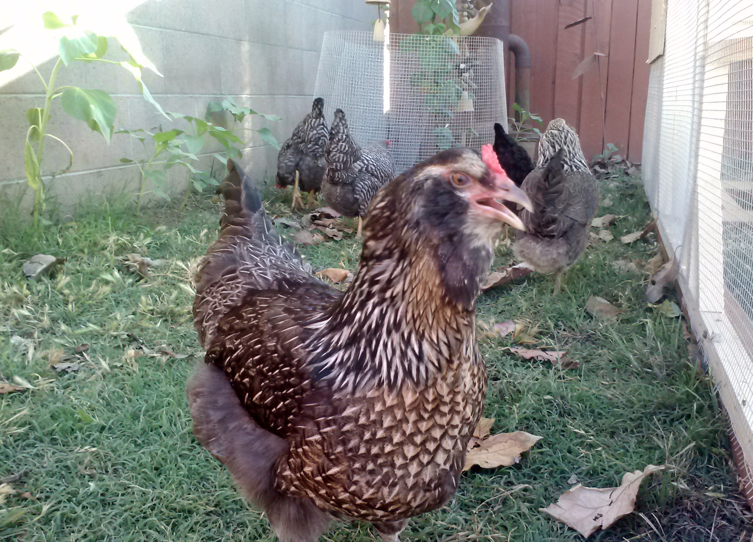 EE - Cluck