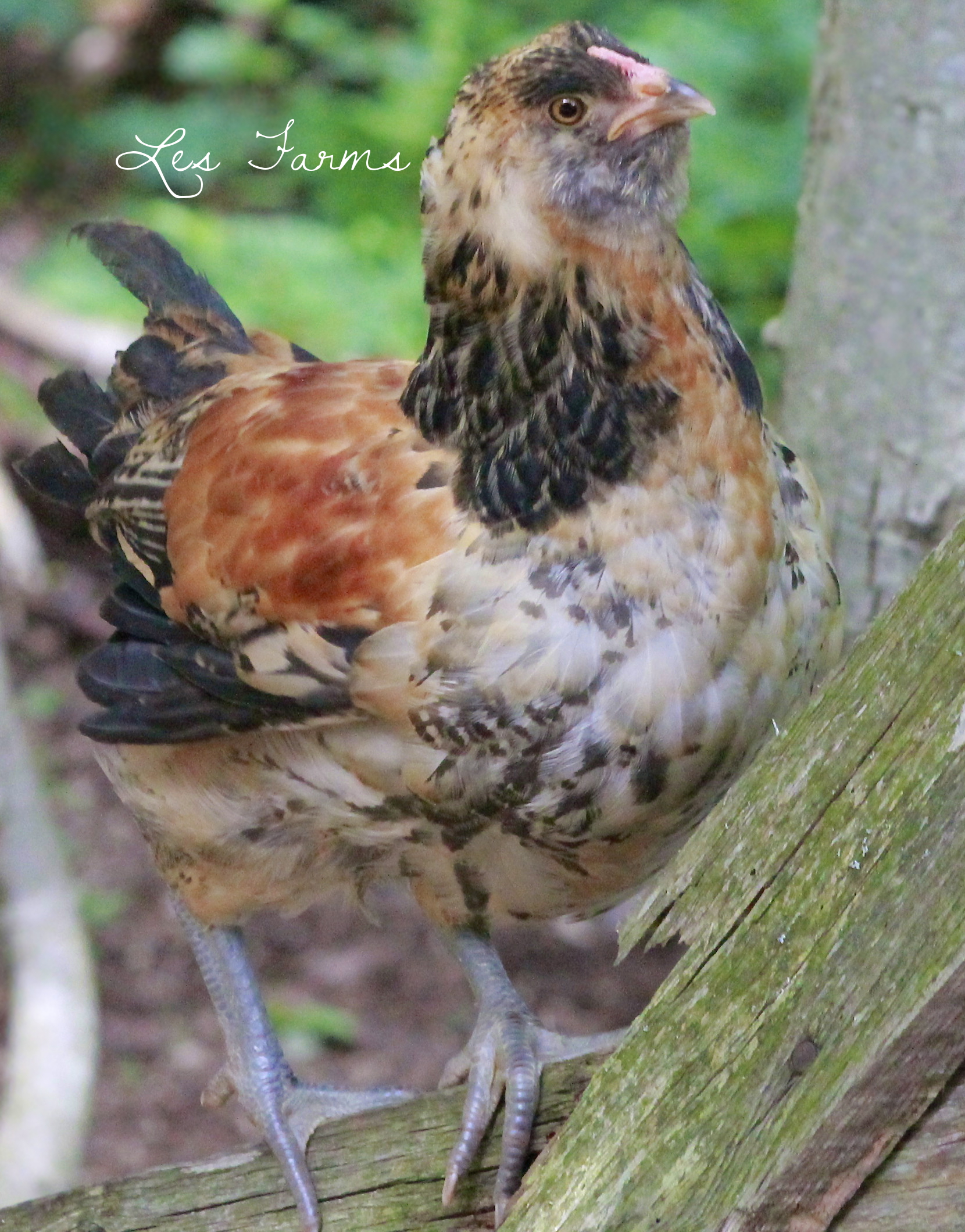 EE Cockerel - Groucho - 8 weeks