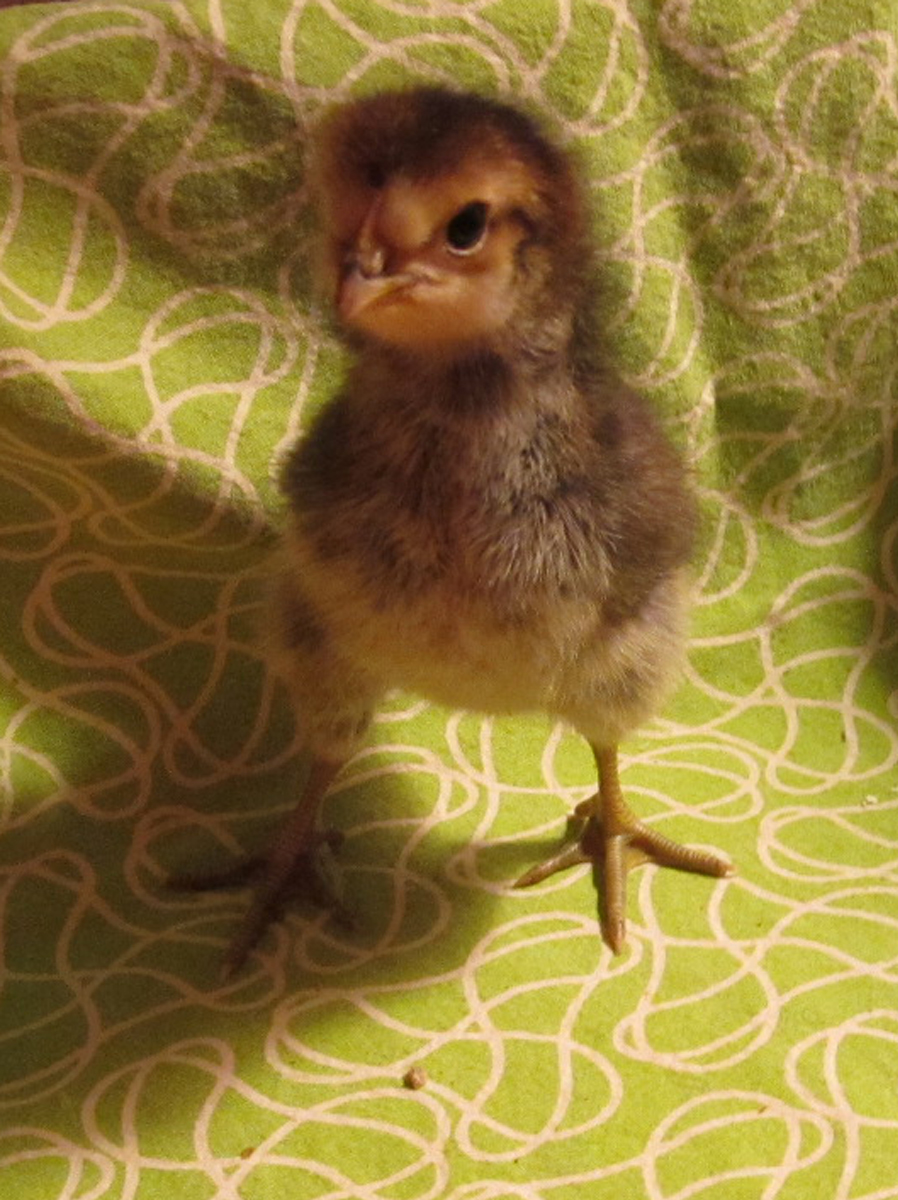 EE cross with Brabanters at five days old.
