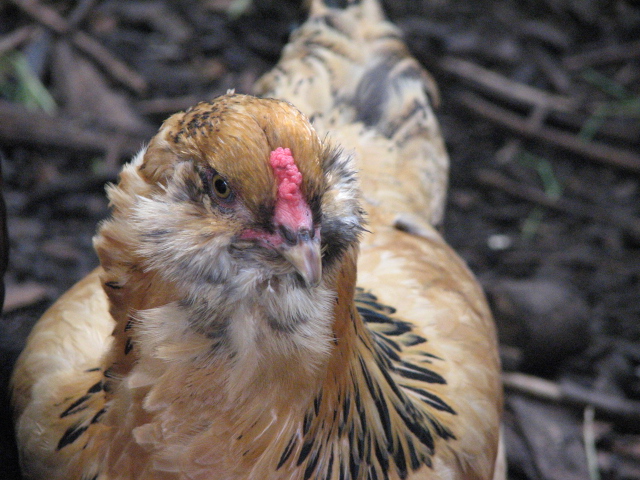 EE hen- missing fluff due to beard plucker in flock.