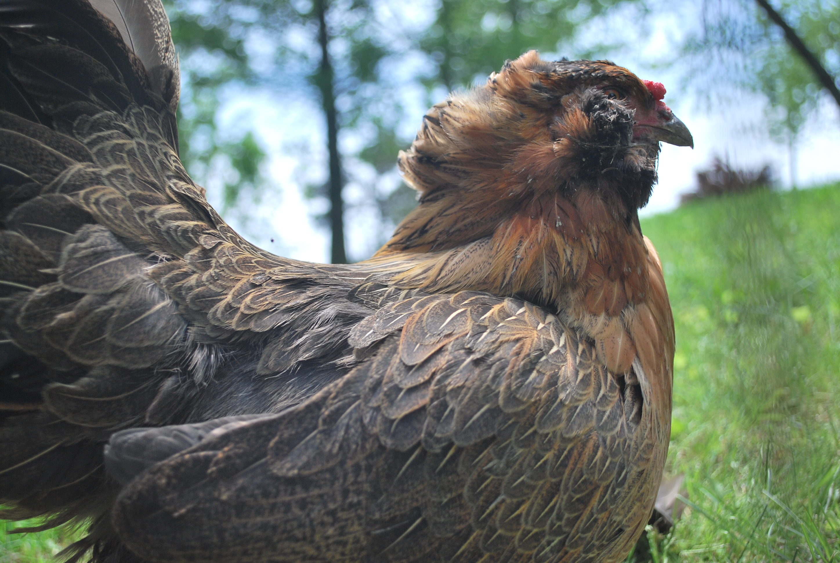 EE hen named Coco (RIP)