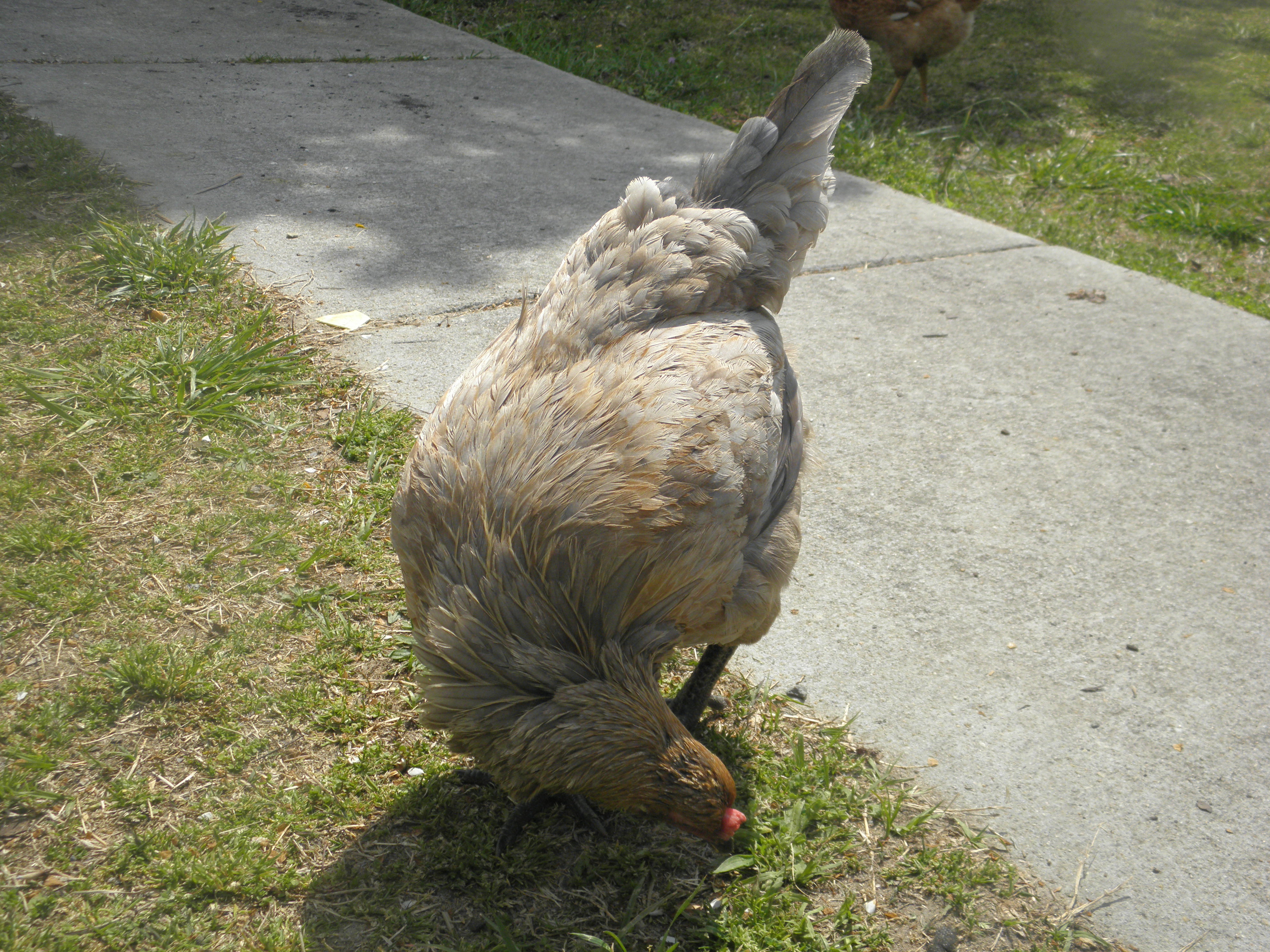EE hen