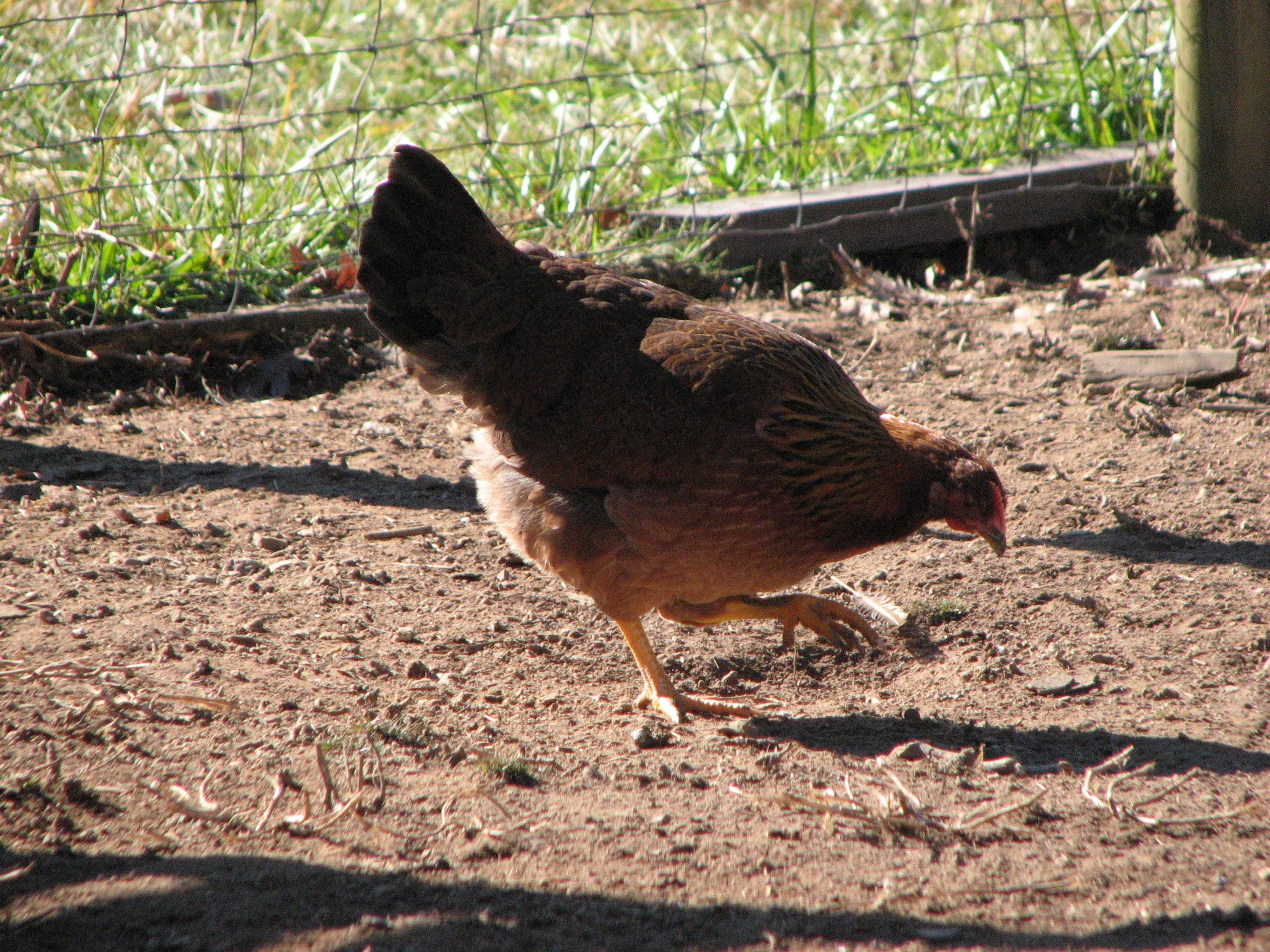 EE hen