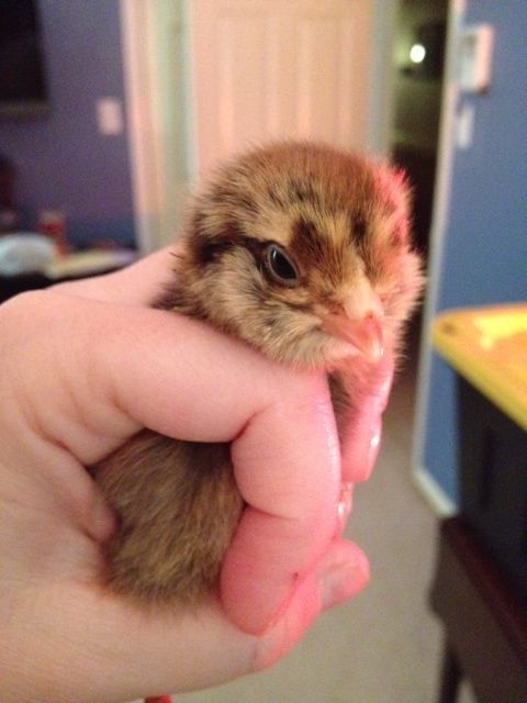 EE, her name is Hawkbait.