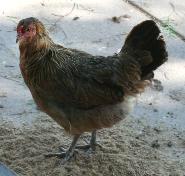 EE, lays brown eggs.