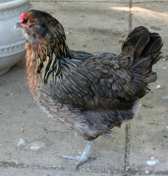 EE, lays green eggs.