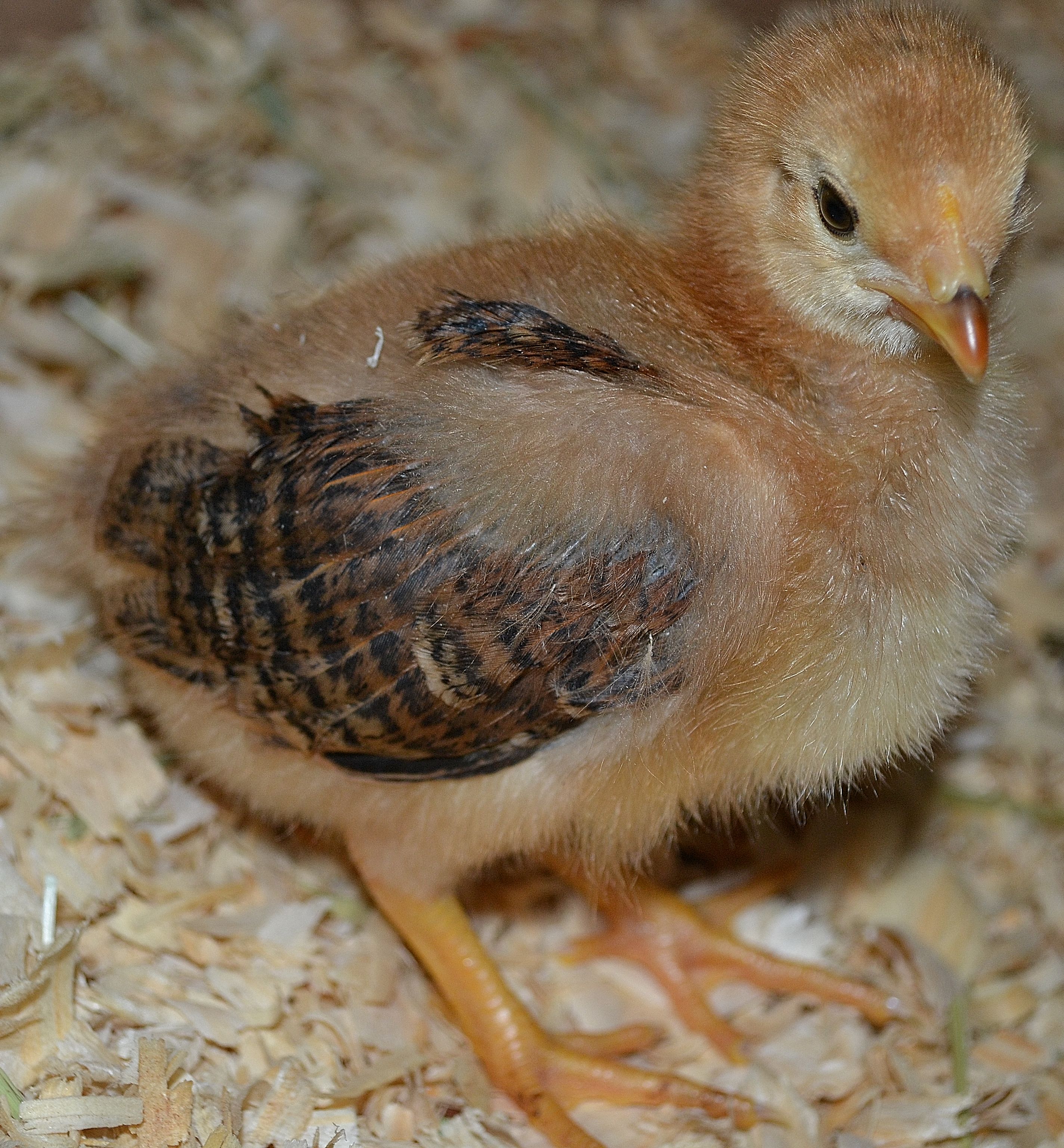 EE Lizzy 06-01-16 Two weeks old
