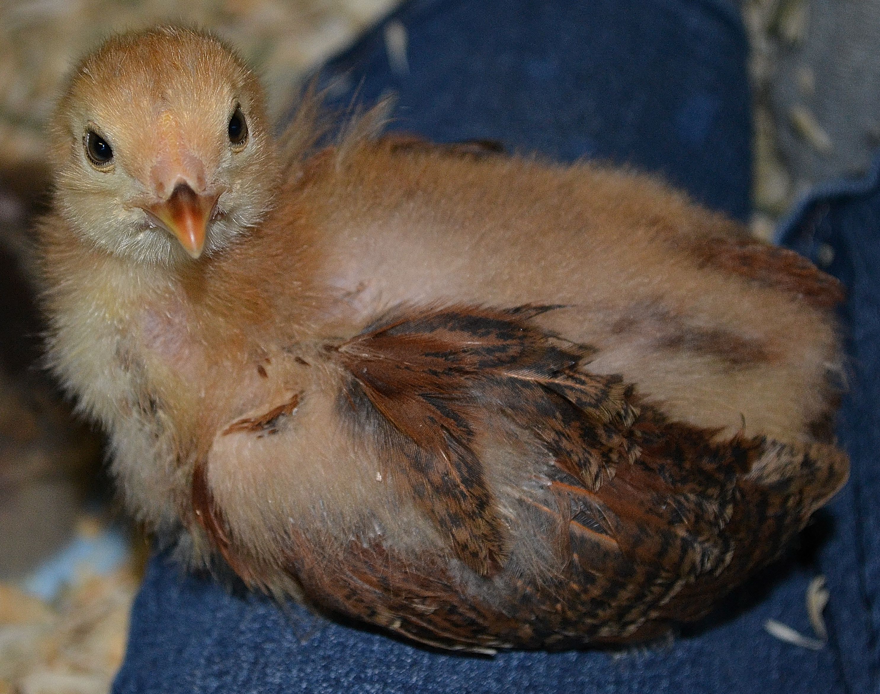 EE Lizzy 06-08-16 Three weeks old
