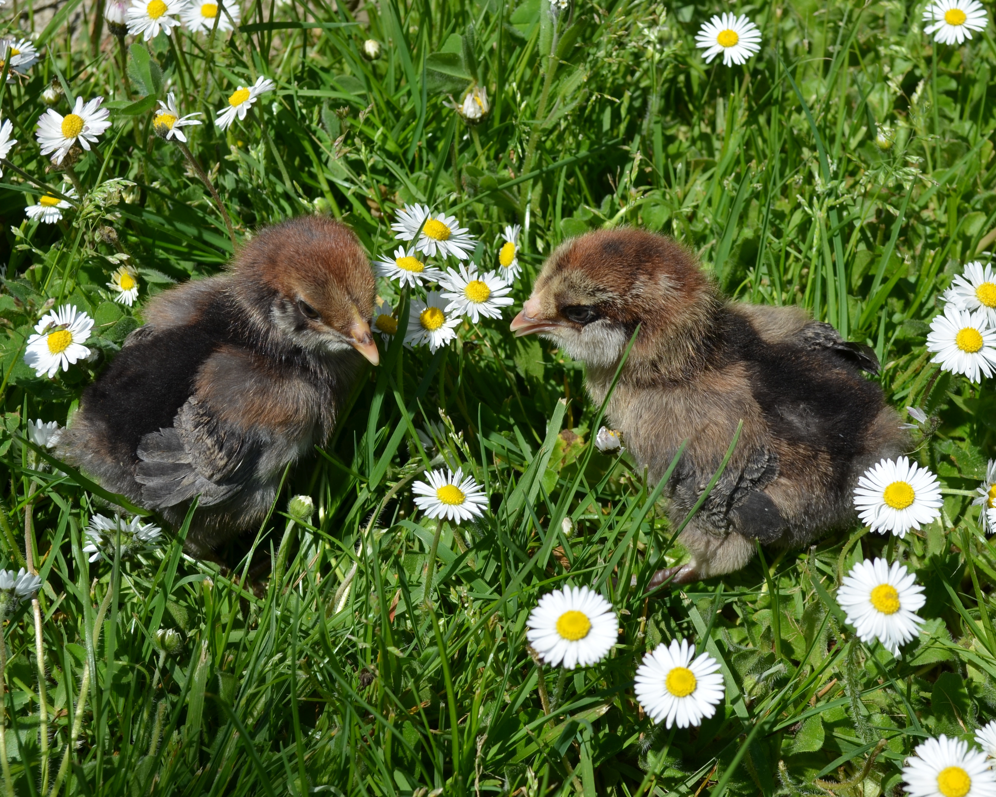 EE or Ameraucanas 4-23-2012
Update 6-6-2012, chick on left is multi Roo and
chick on right is black and white pullet (so far)