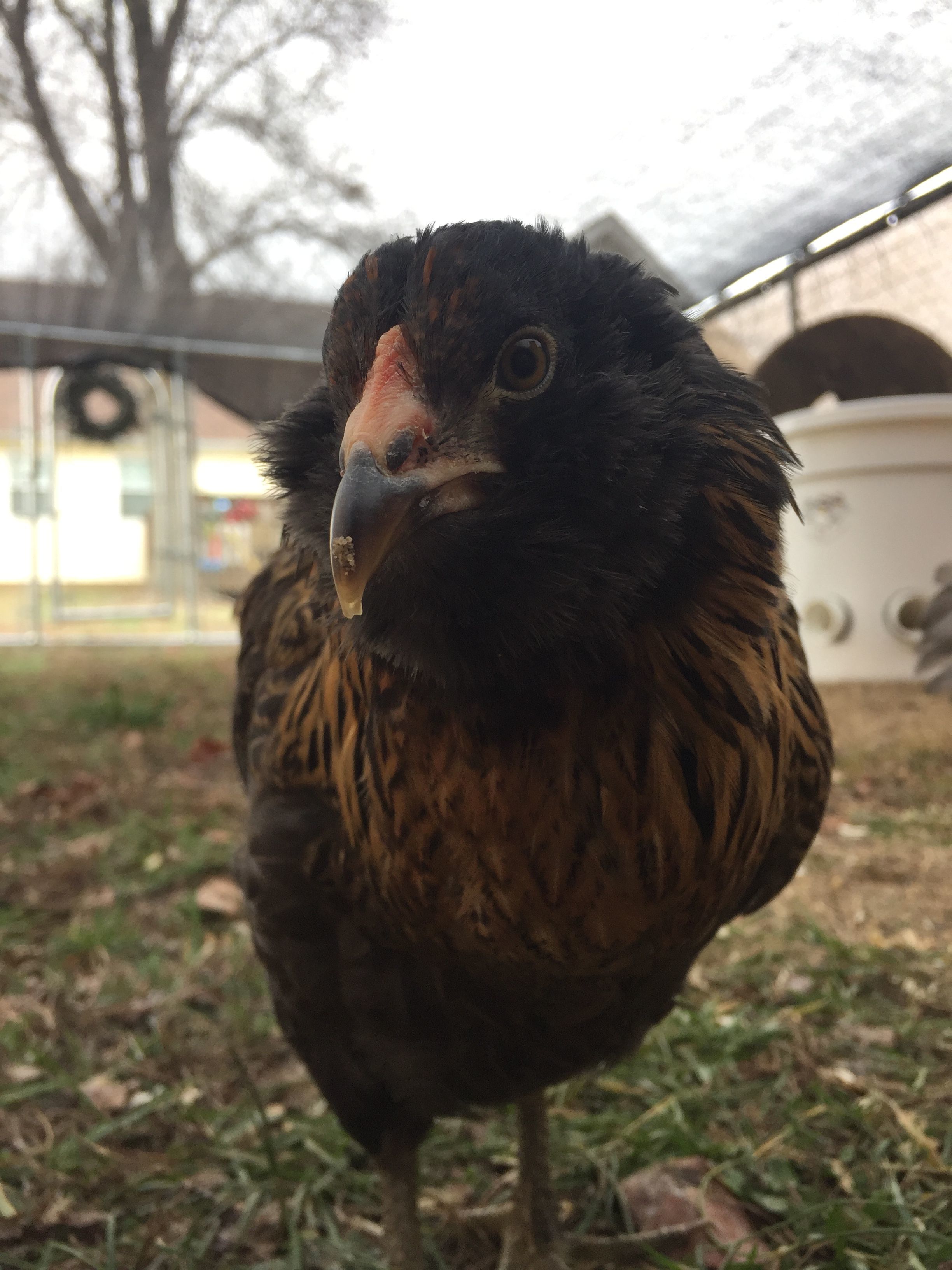 EE pullet, 14 weeks old