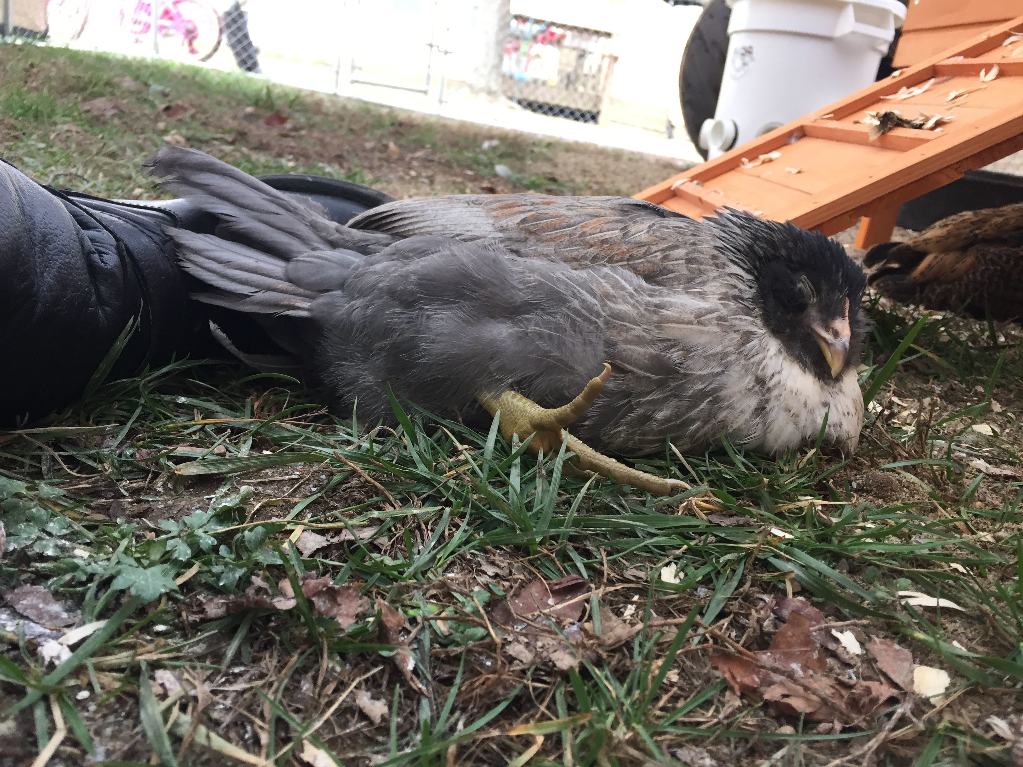 EE pullet, 14 weeks old