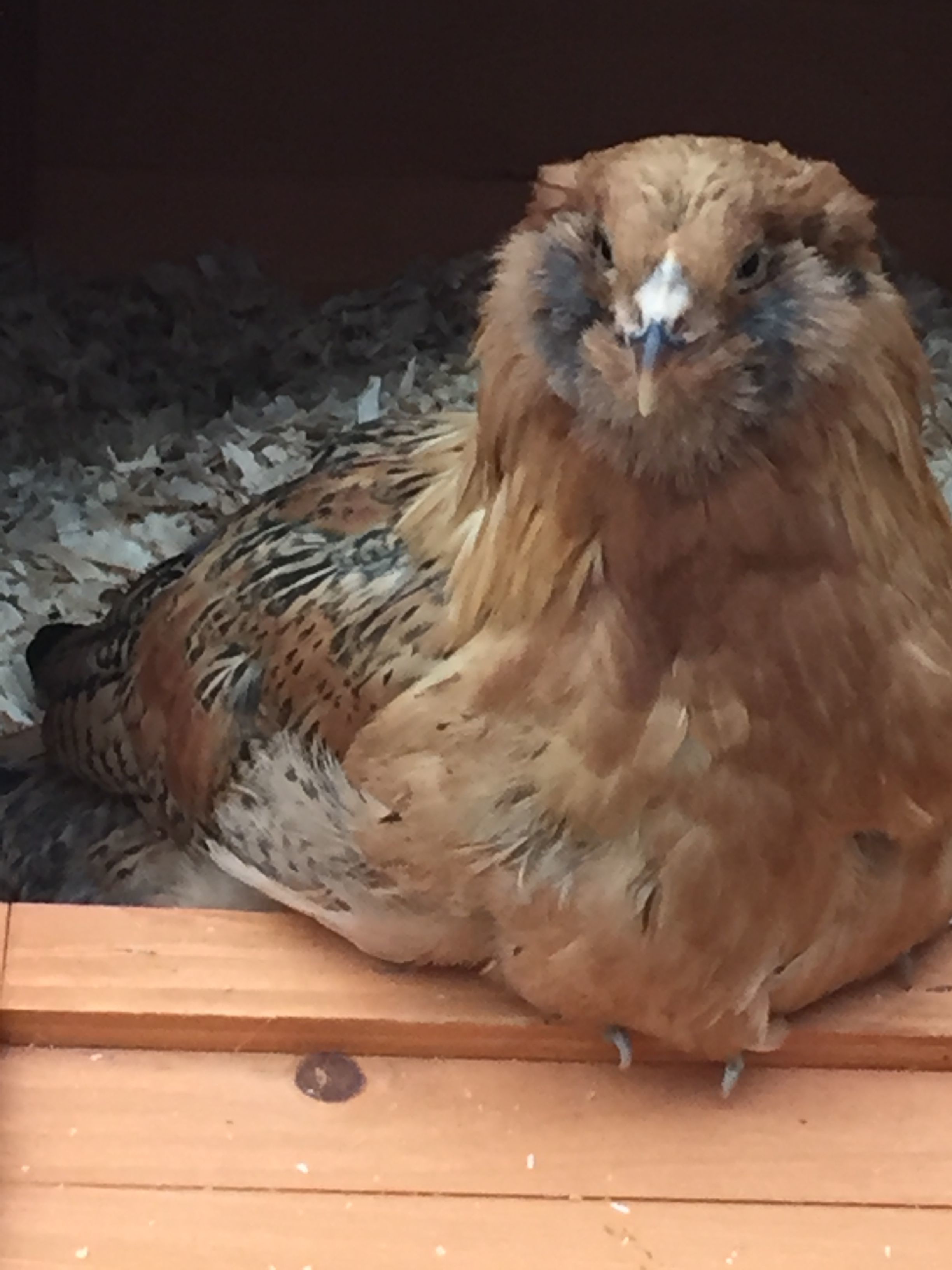 EE pullet, 14 weeks old