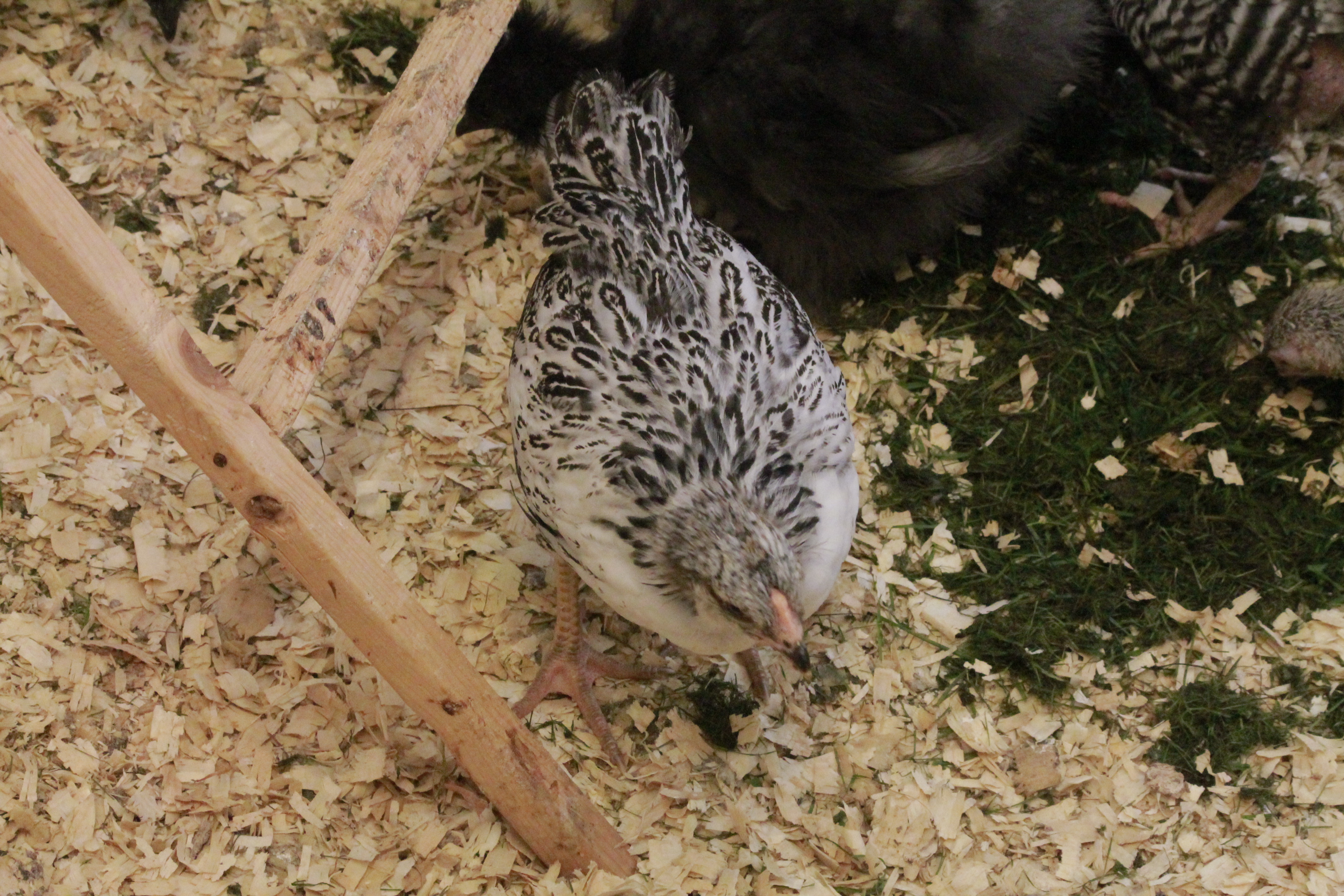 EE pullet 6 weeks