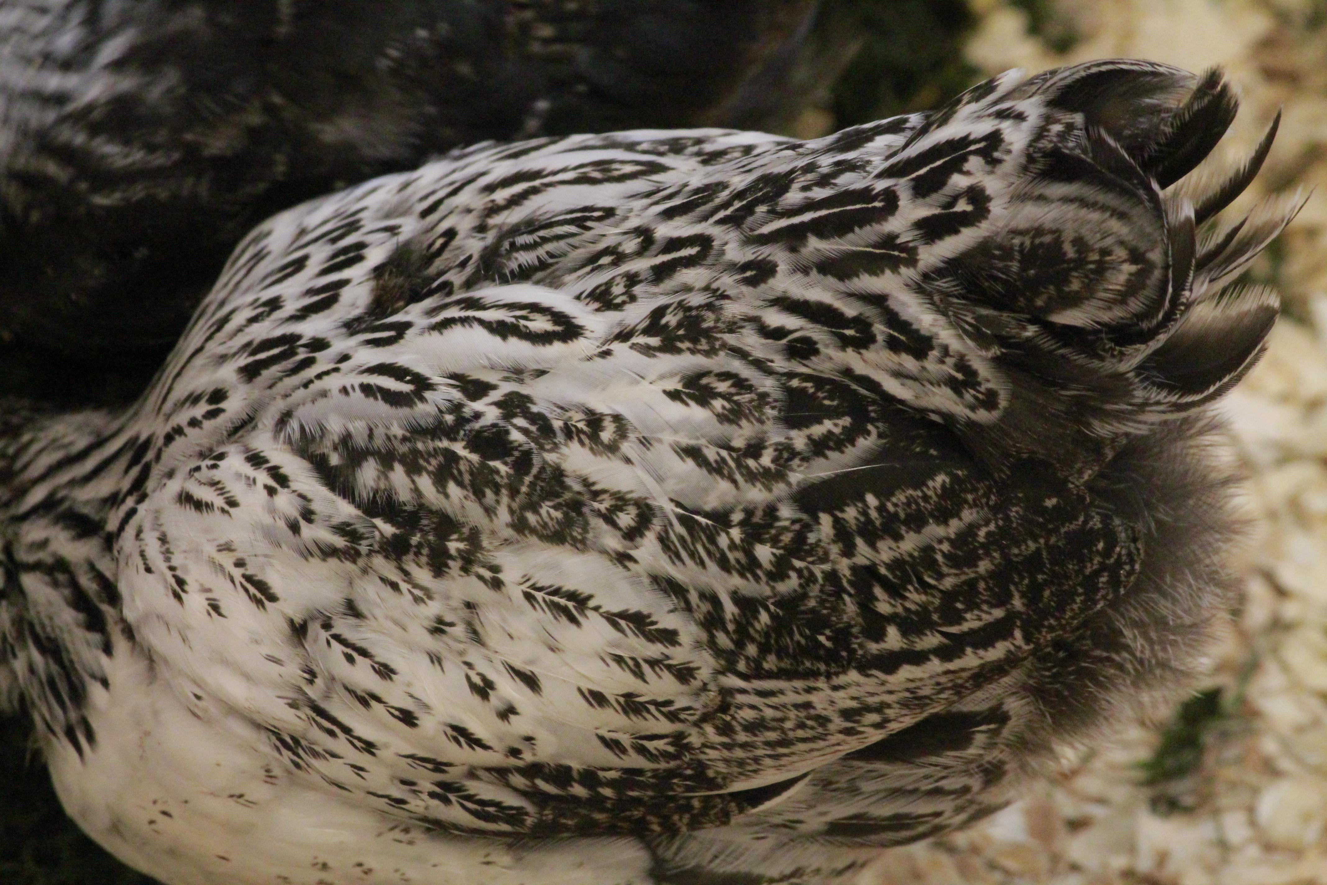 EE pullet 6 weeks