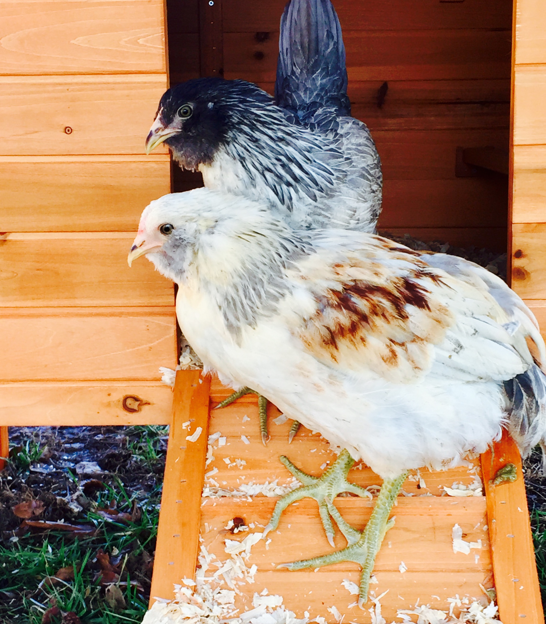 EE pullet and roo, 14 weeks old