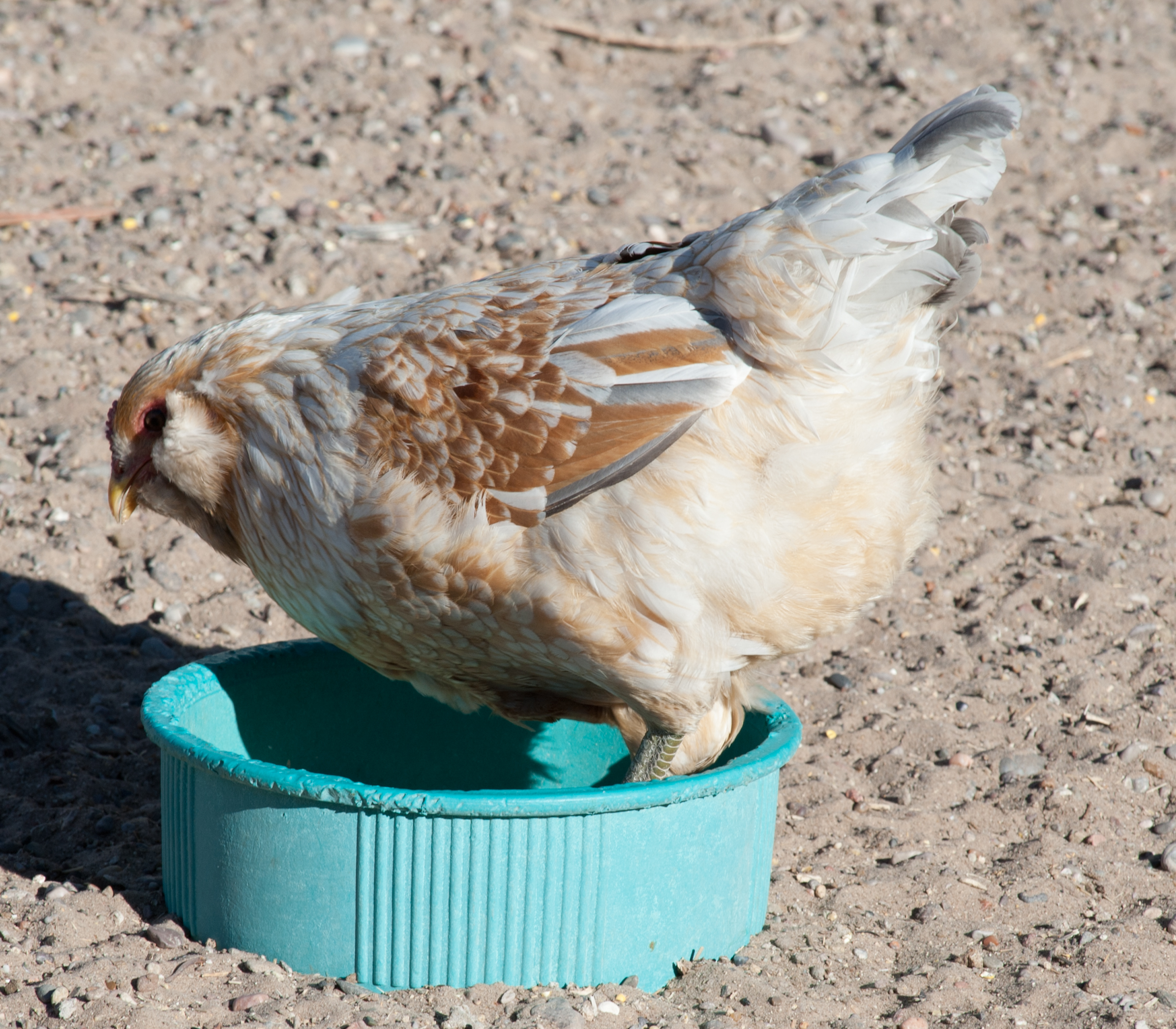 EE pullet