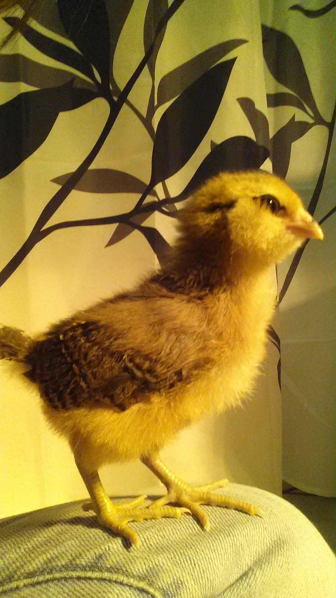 EE pullet