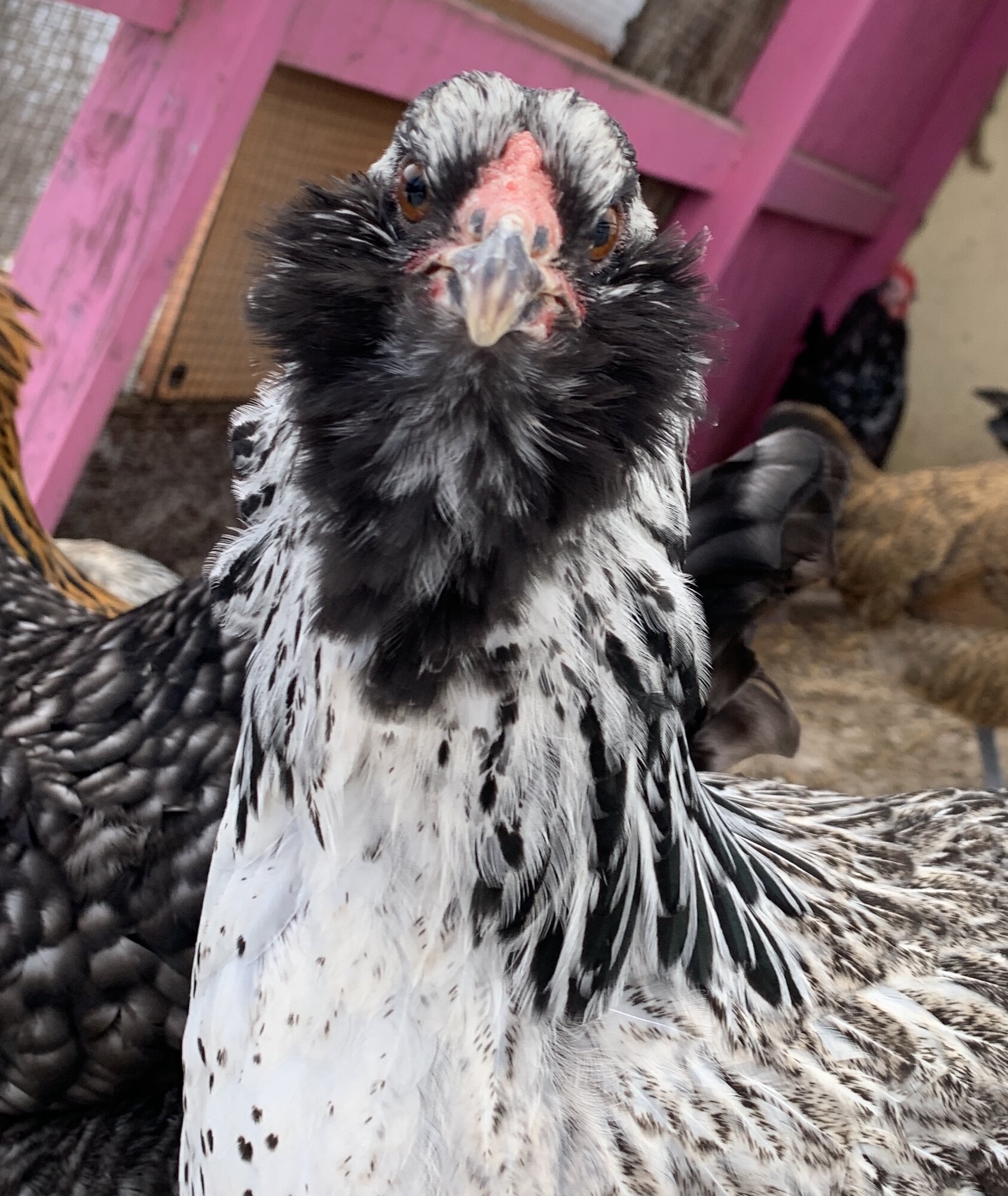 EE pullet