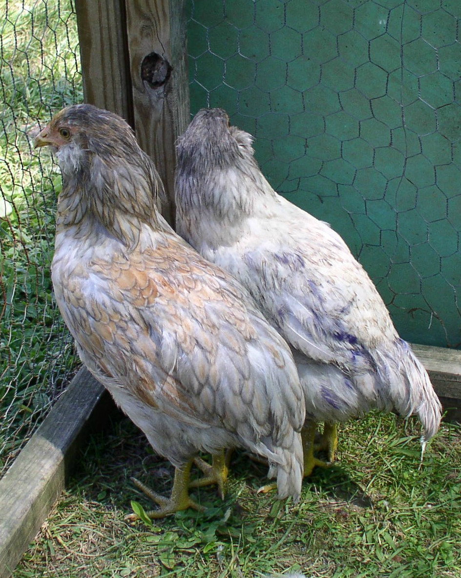 EE pullets from HenThymes