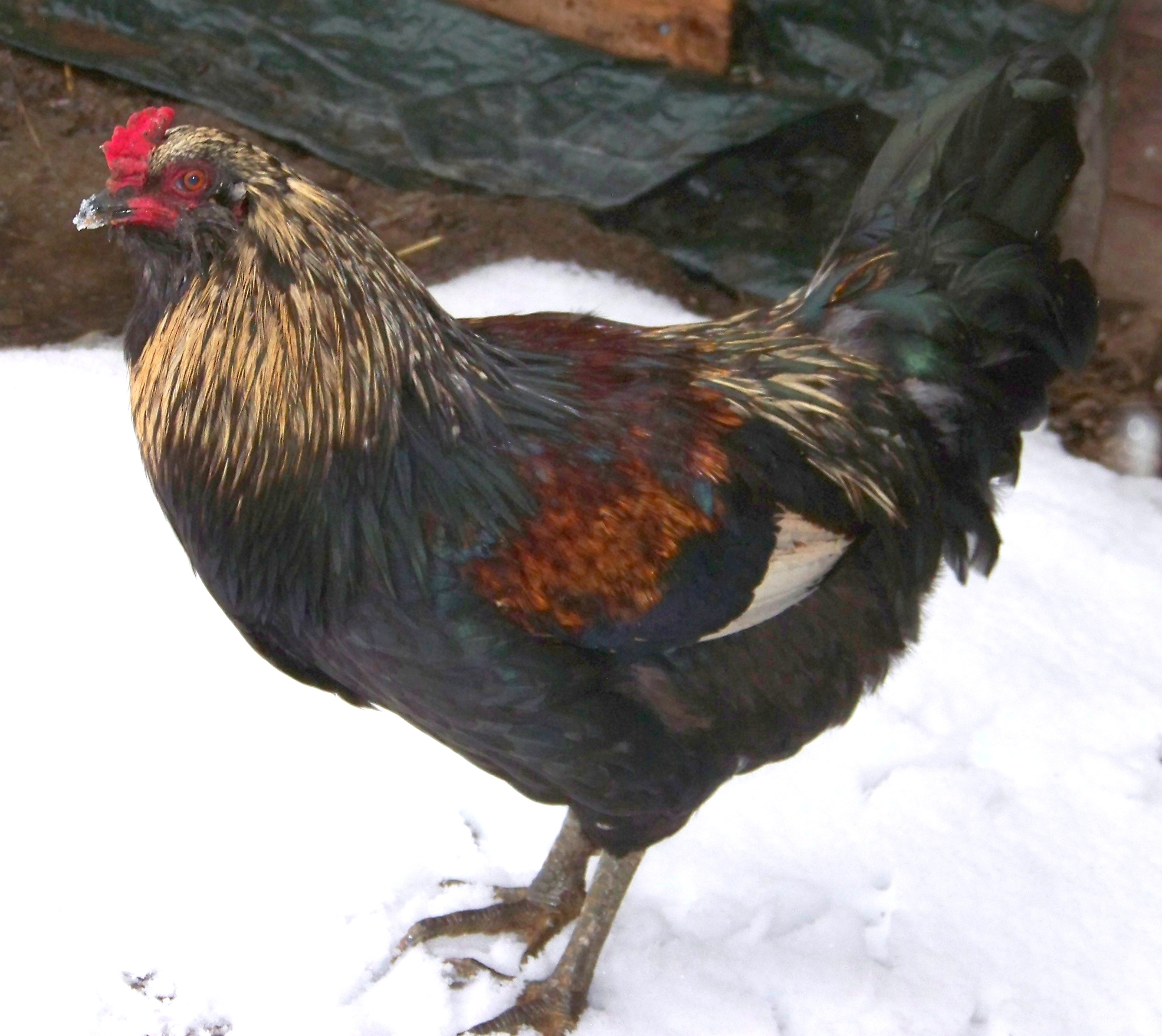 EE Rooster 1-16-2012